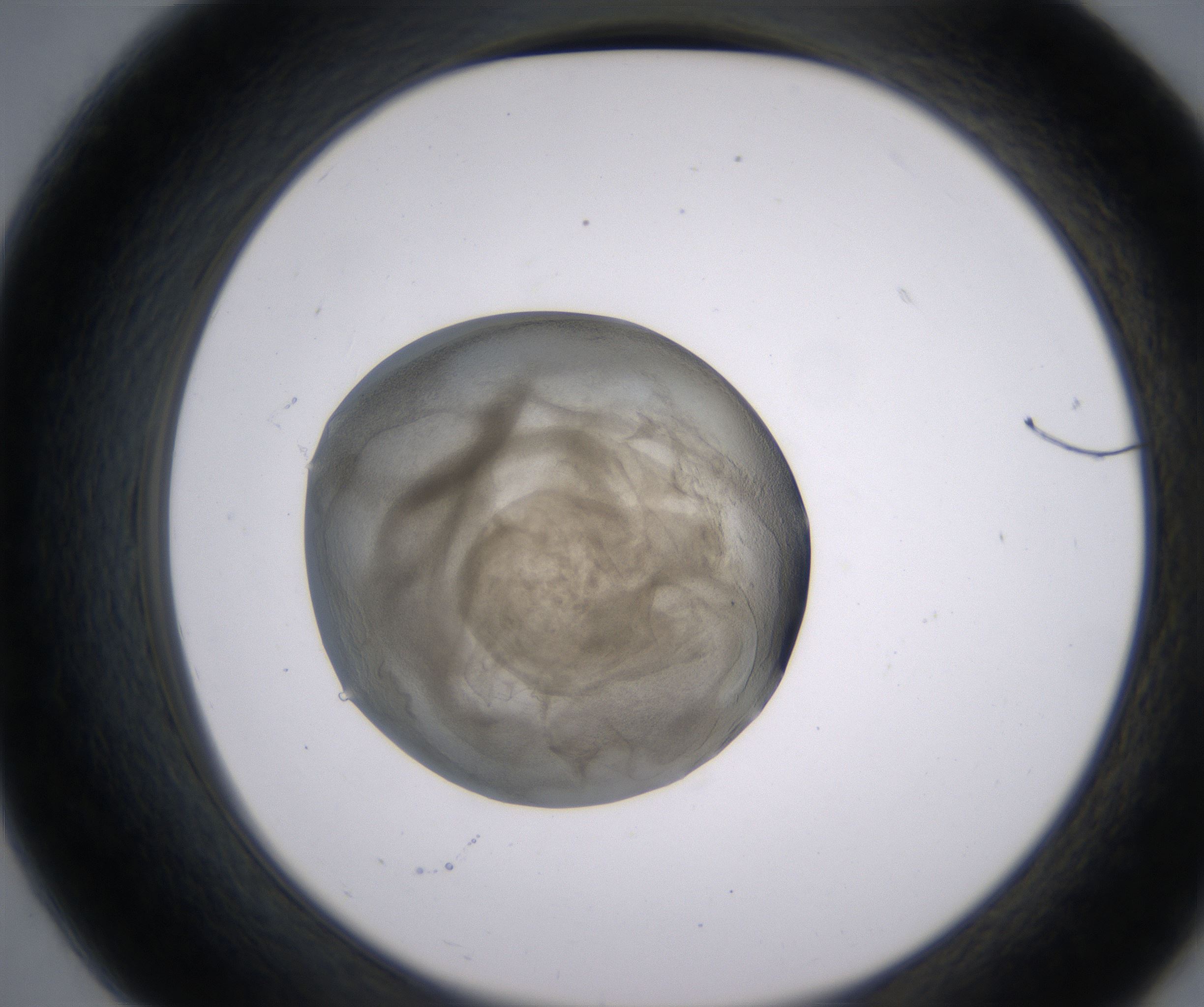B7_HighResolution_Precipitate_2.jpg