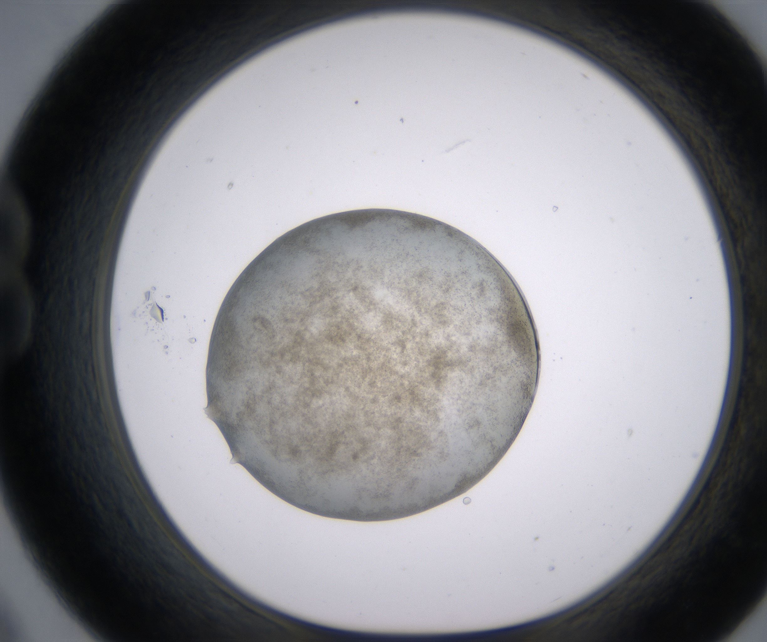 B9_HighResolution_Precipitate_1.jpg