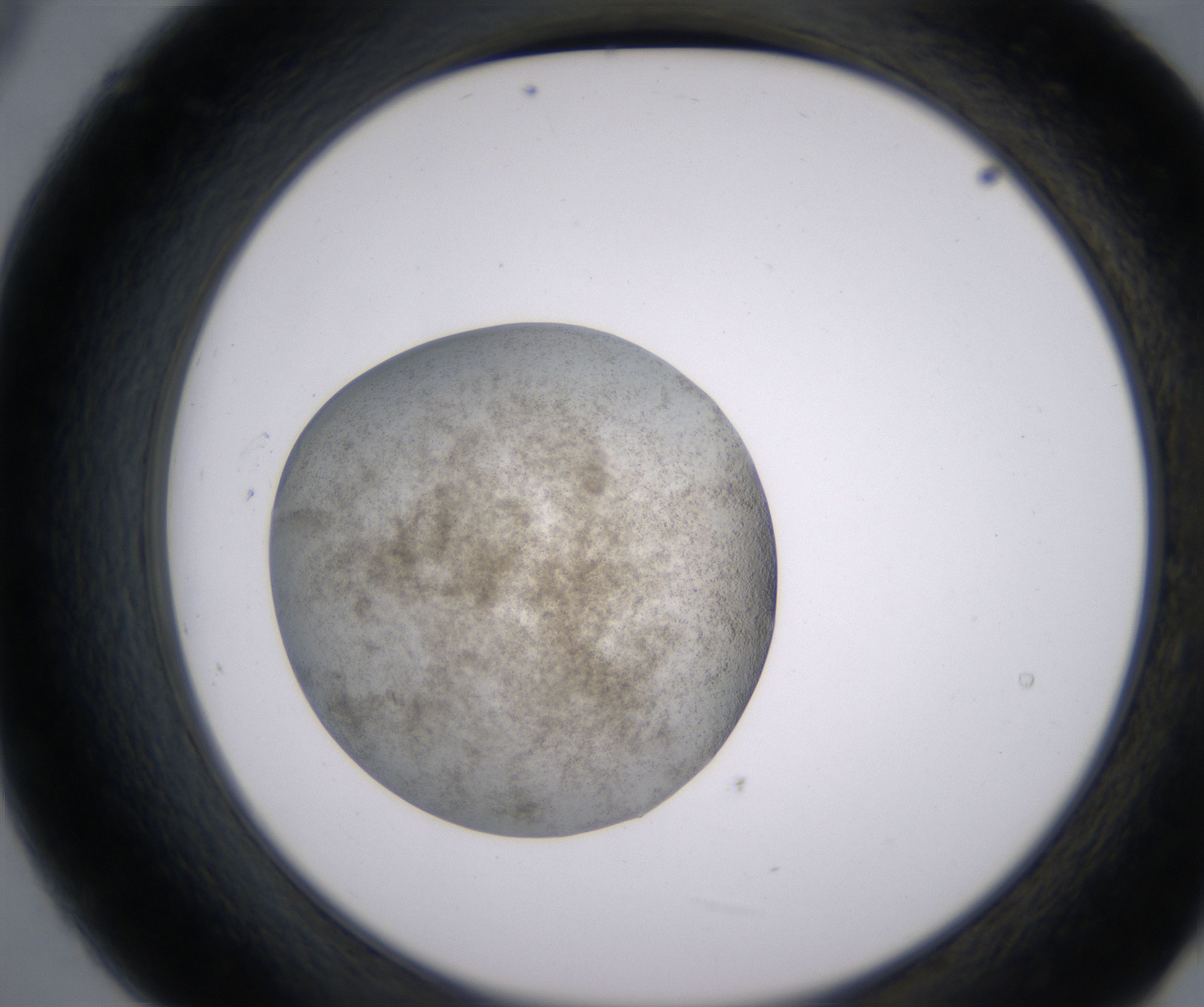 B9_HighResolution_Precipitate_2.jpg