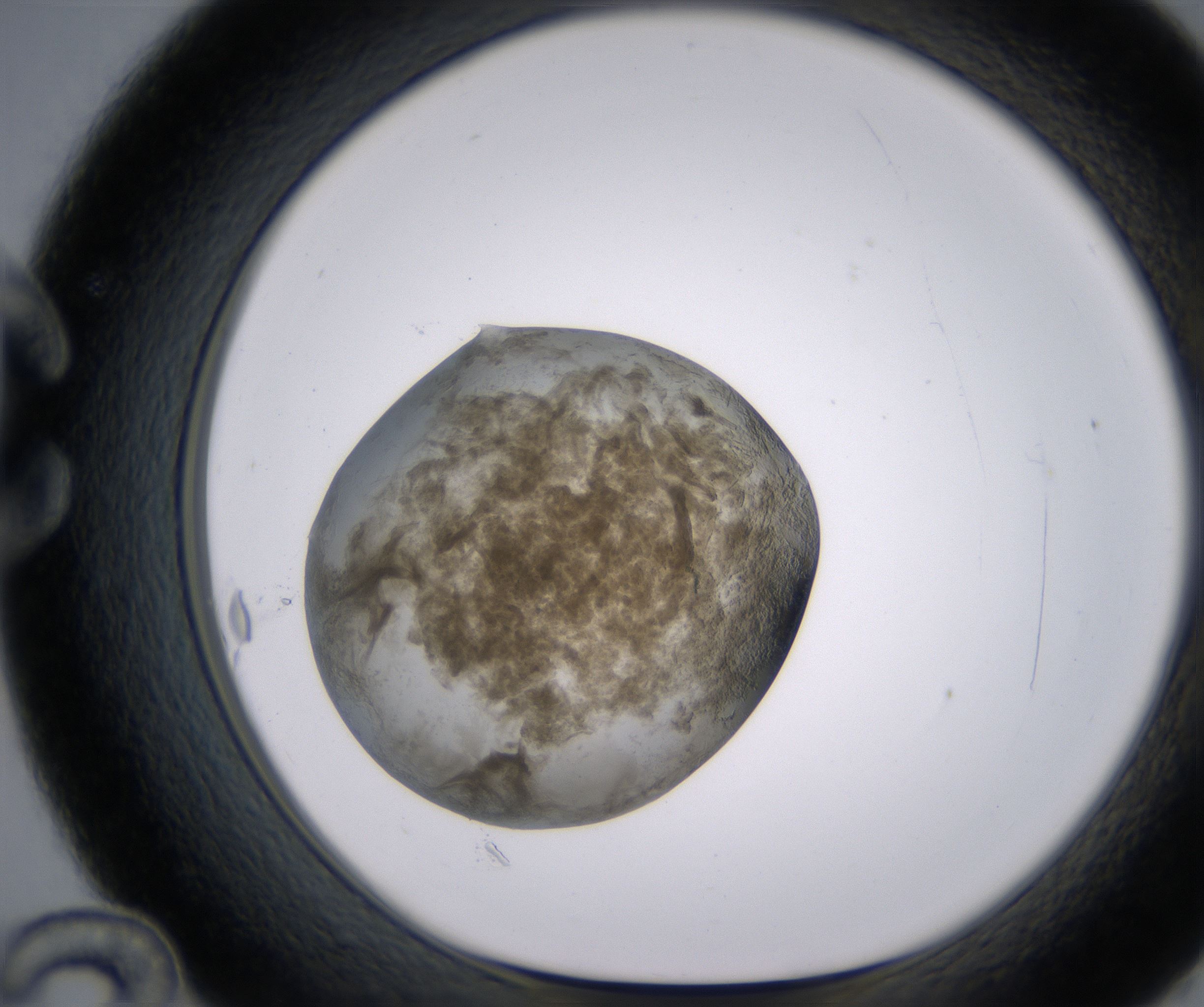 C12_HighResolution_Precipitate_1.jpg