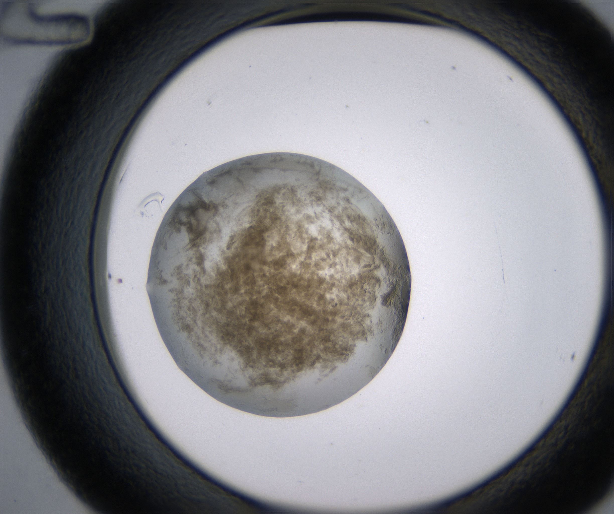 C12_HighResolution_Precipitate_2.jpg