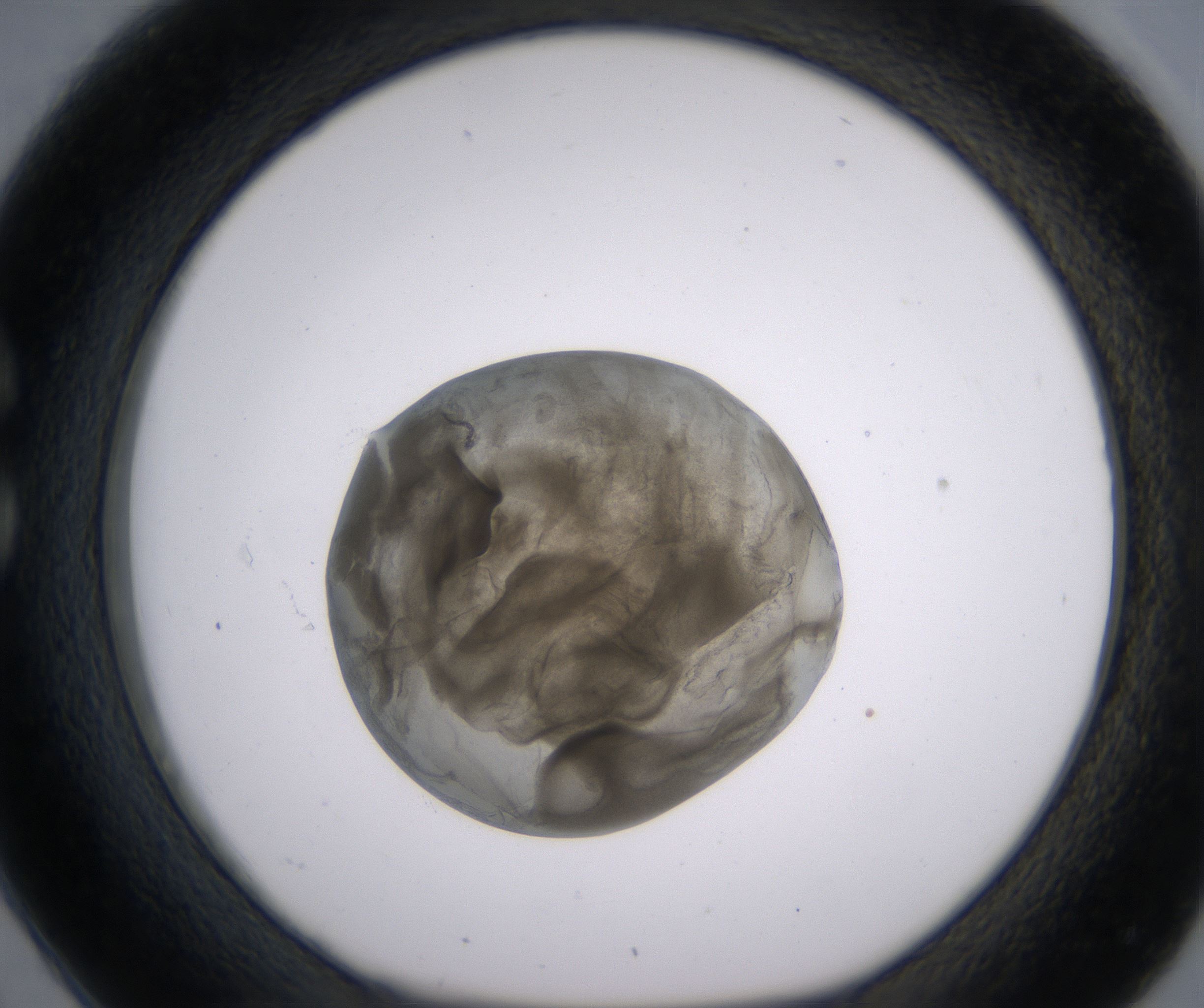 C2_HighResolution_Precipitate_1.jpg
