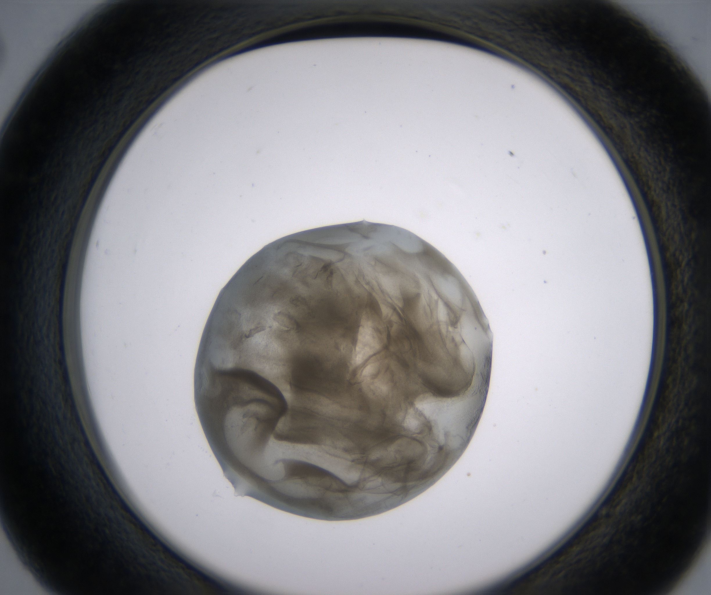 C2_HighResolution_Precipitate_2.jpg