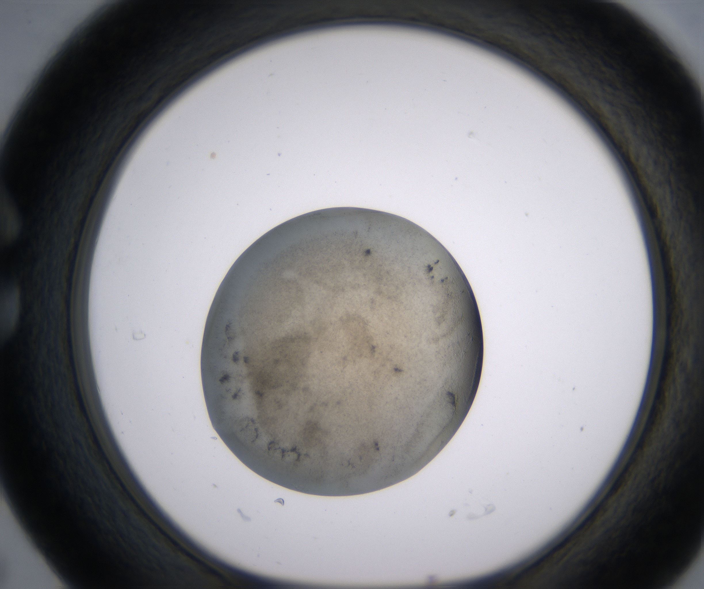 C5_HighResolution_Precipitate_1.jpg