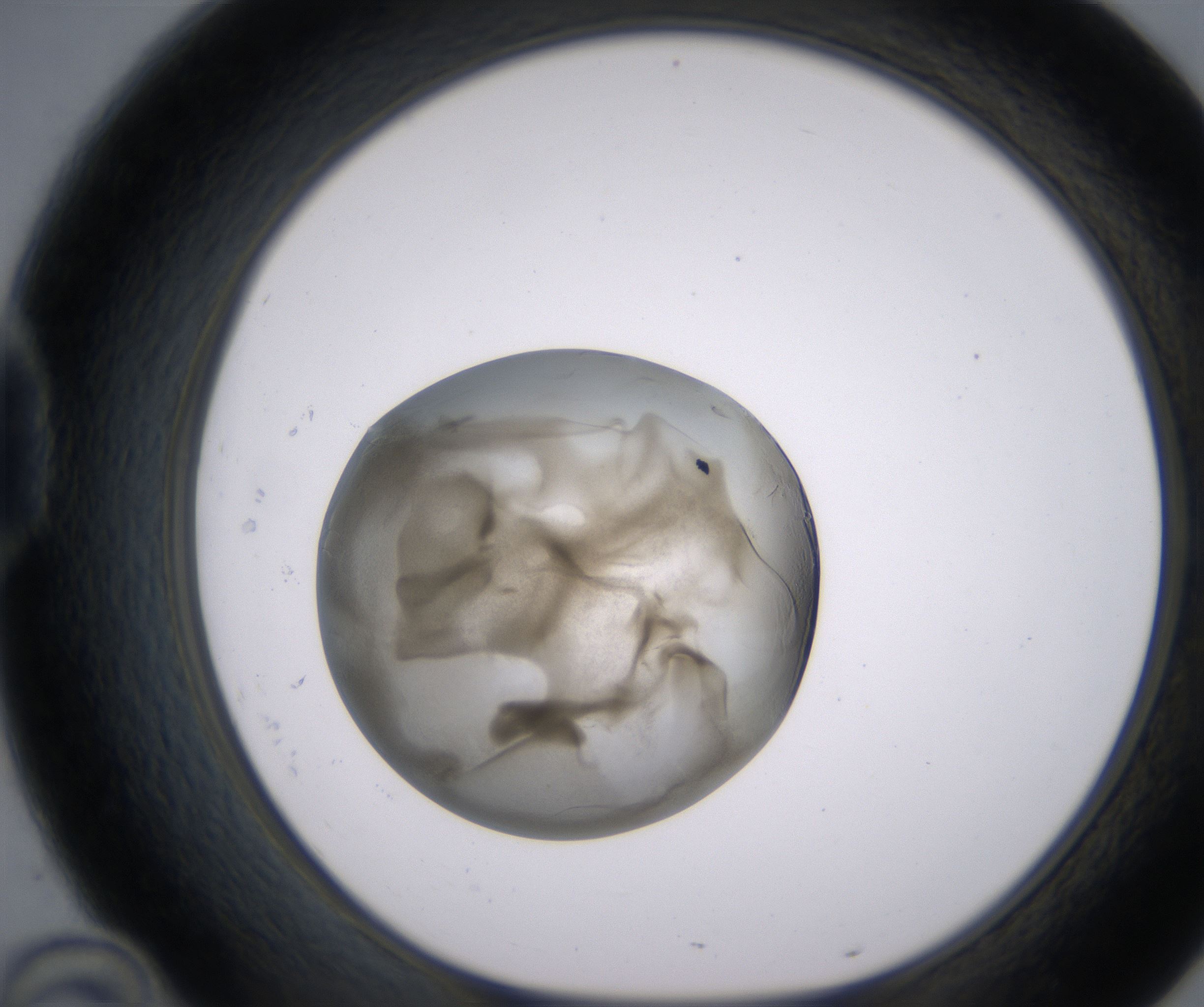 D10_HighResolution_Precipitate_1.jpg
