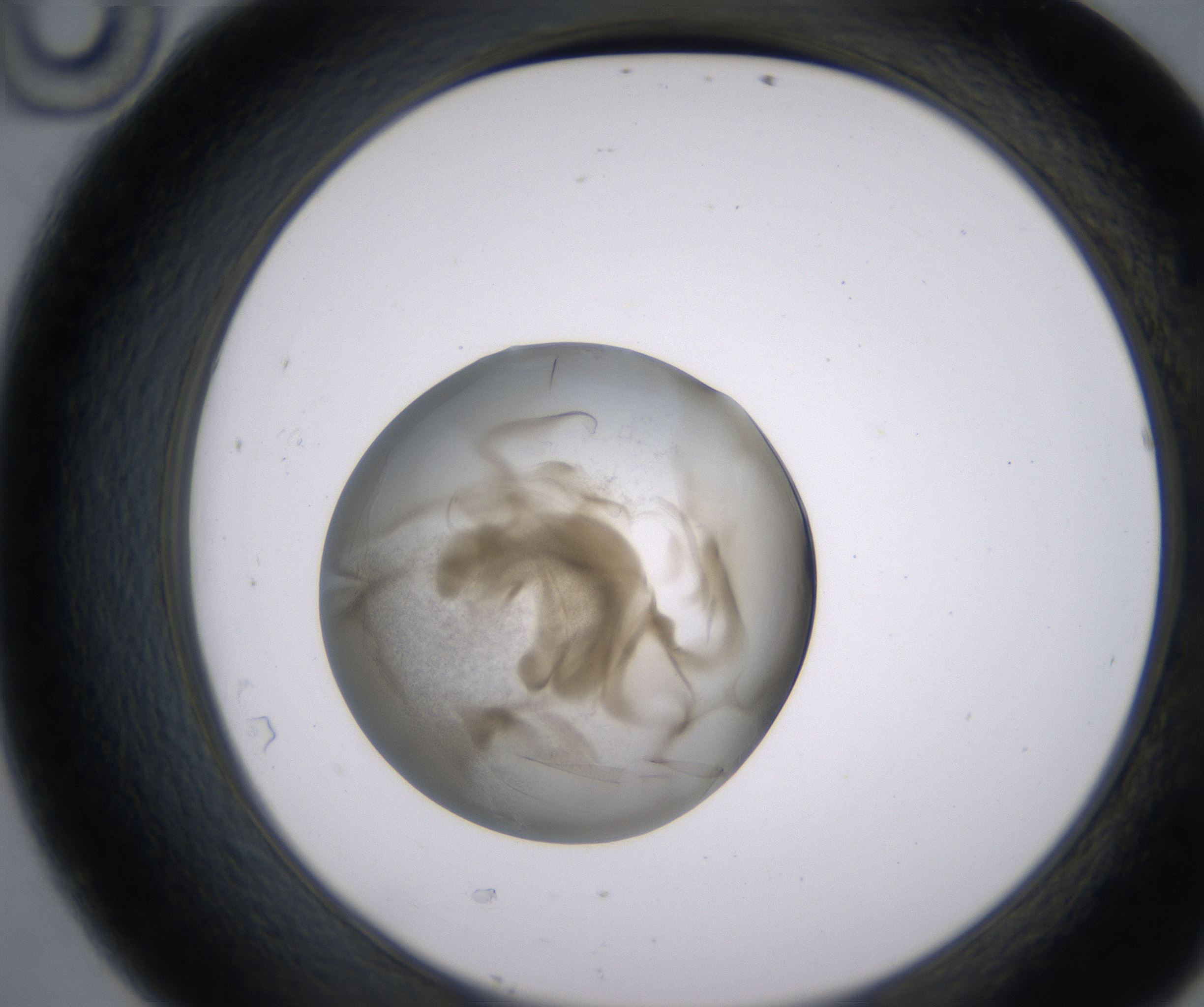 D10_HighResolution_Precipitate_2.jpg