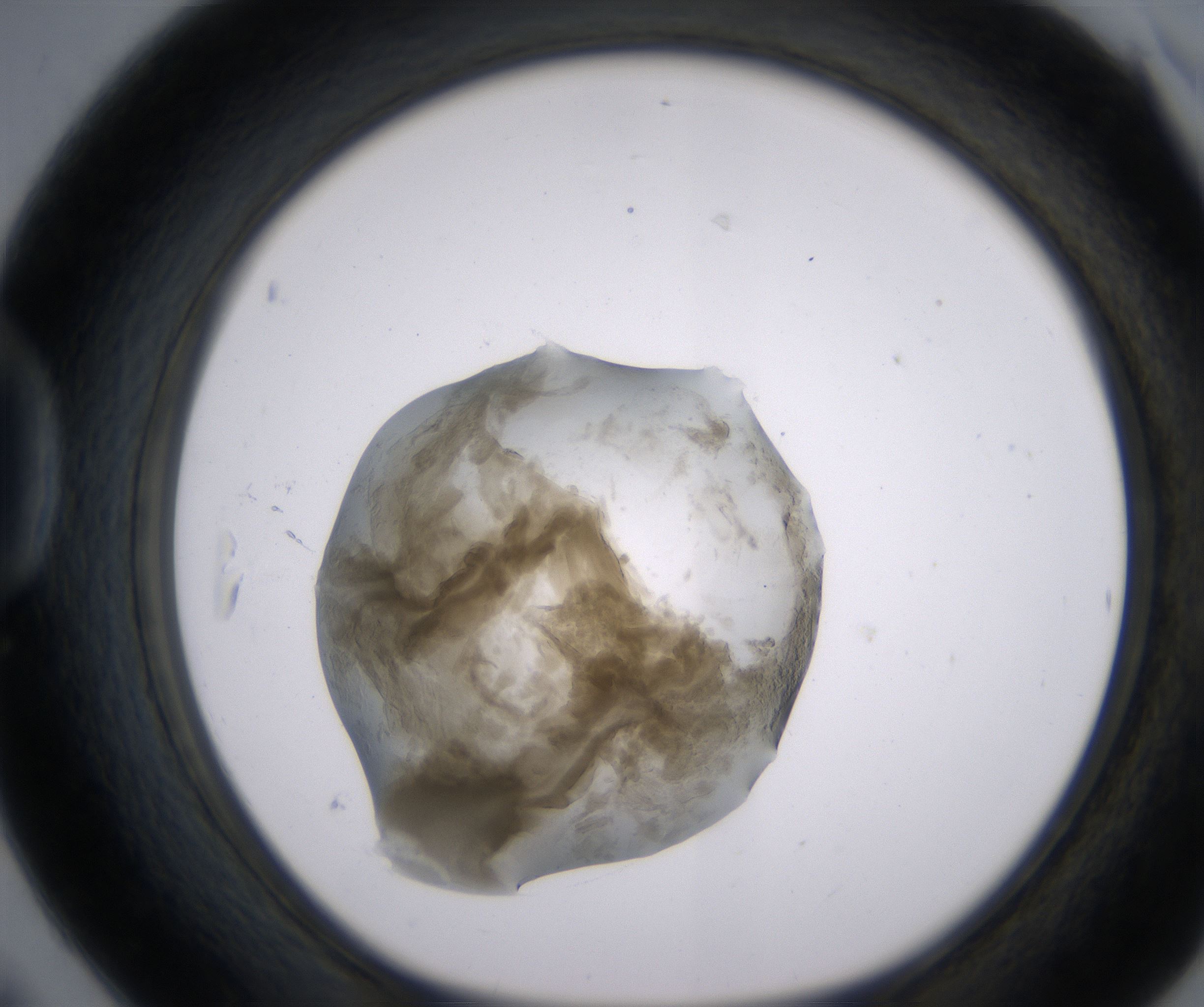 D6_HighResolution_Precipitate_1.jpg
