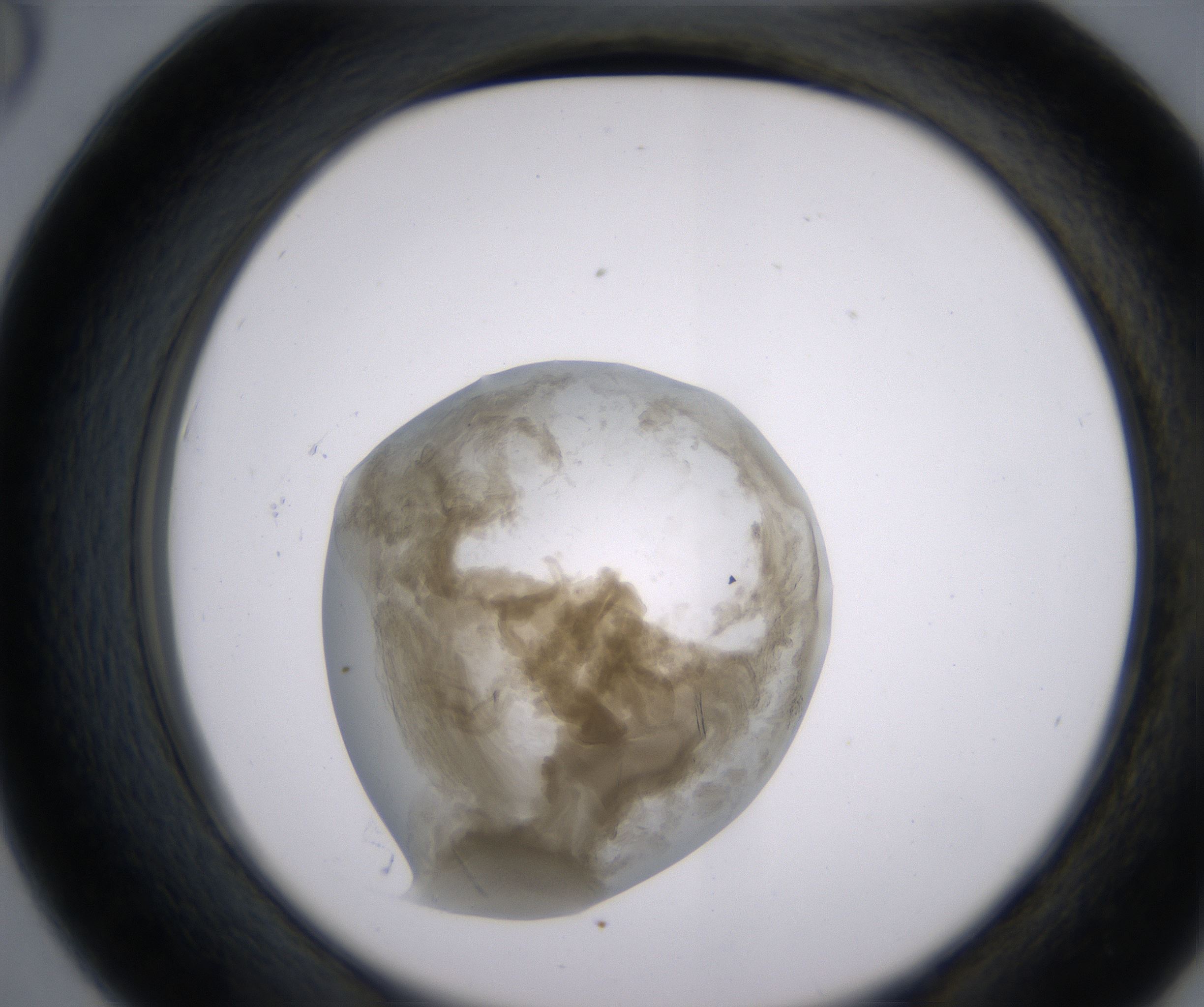 D6_HighResolution_Precipitate_2.jpg