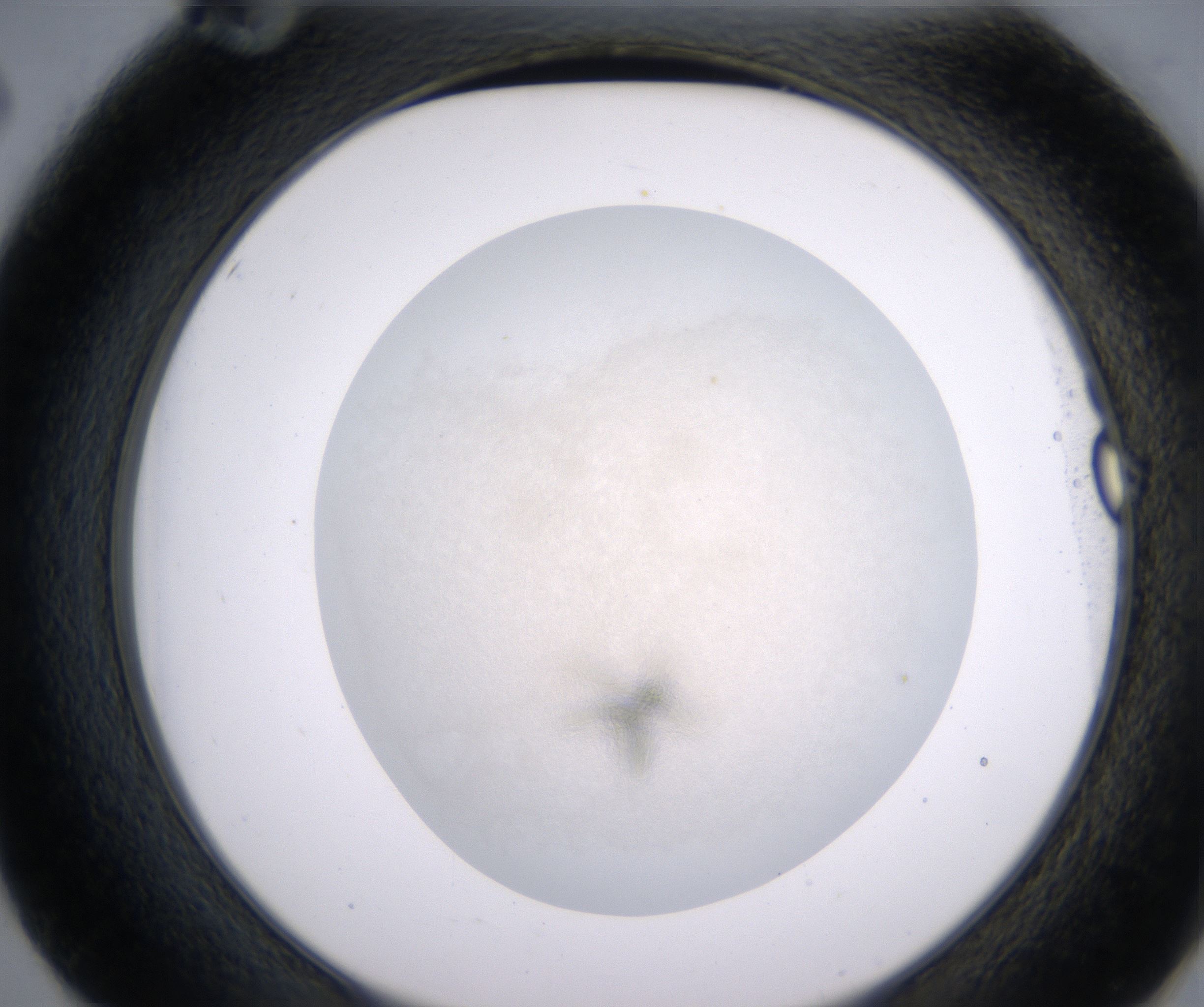 E2_HighResolution_Precipitate_2.jpg