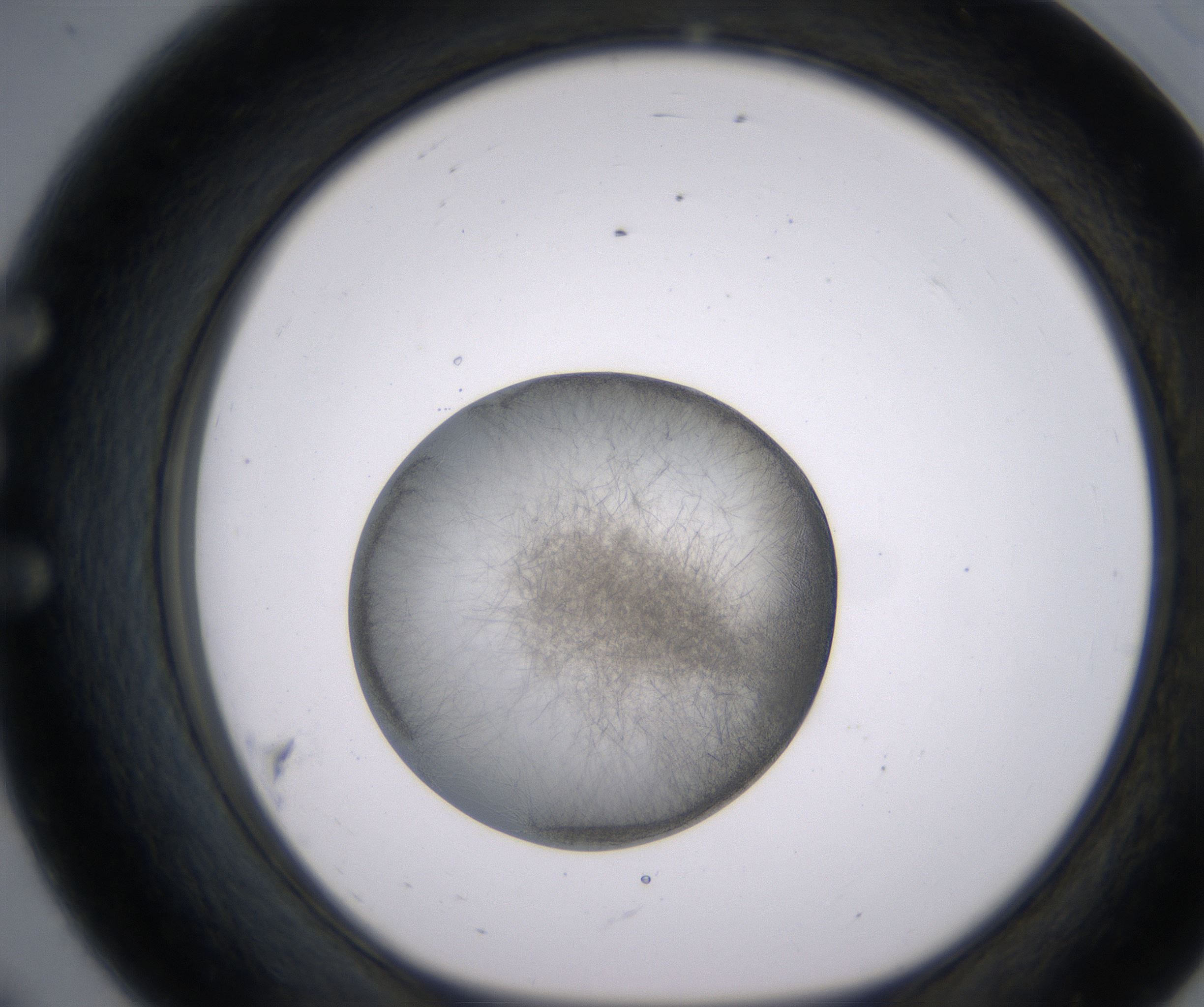 E8_HighResolution_Precipitate_1.jpg