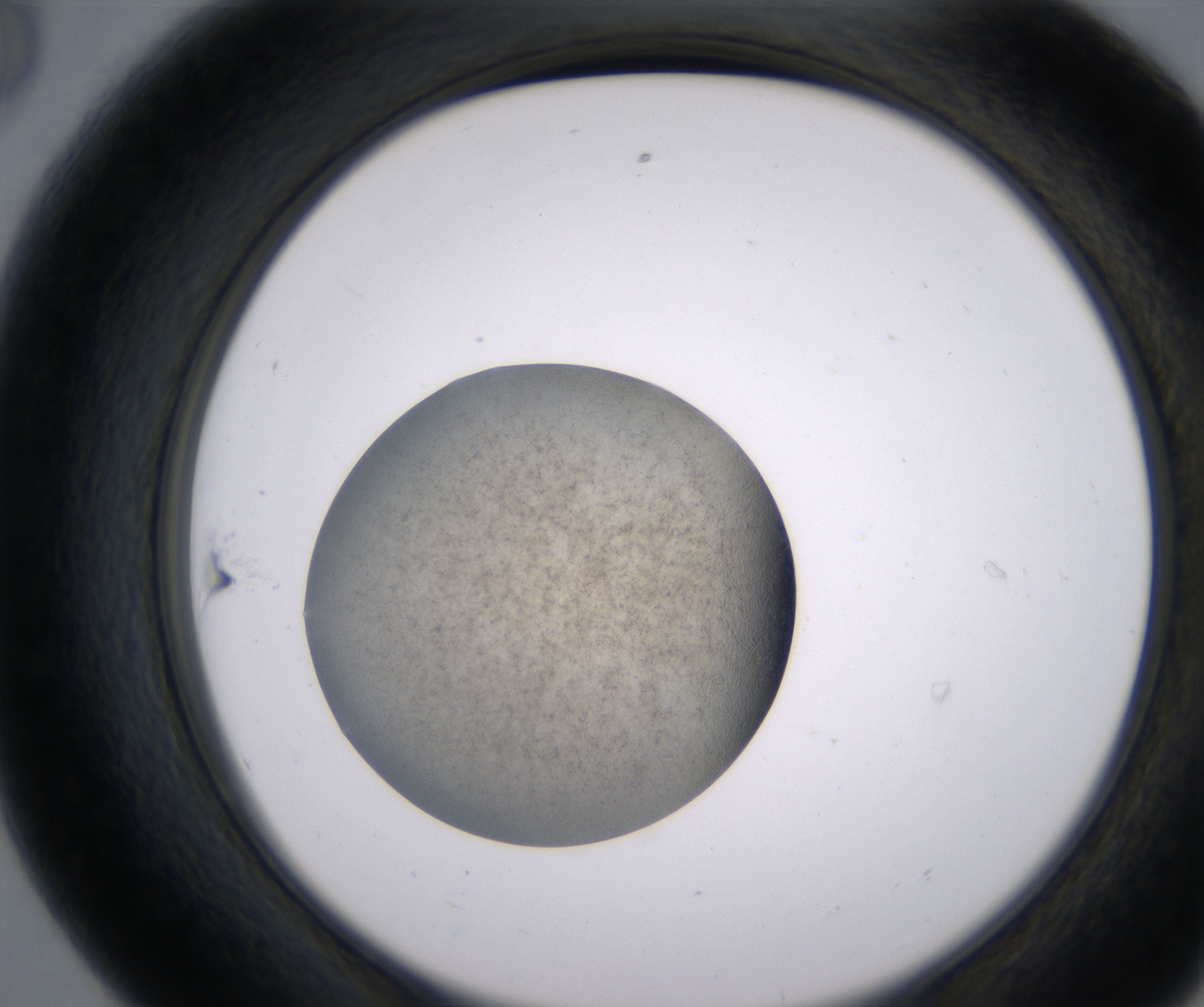 E8_HighResolution_Precipitate_2.jpg