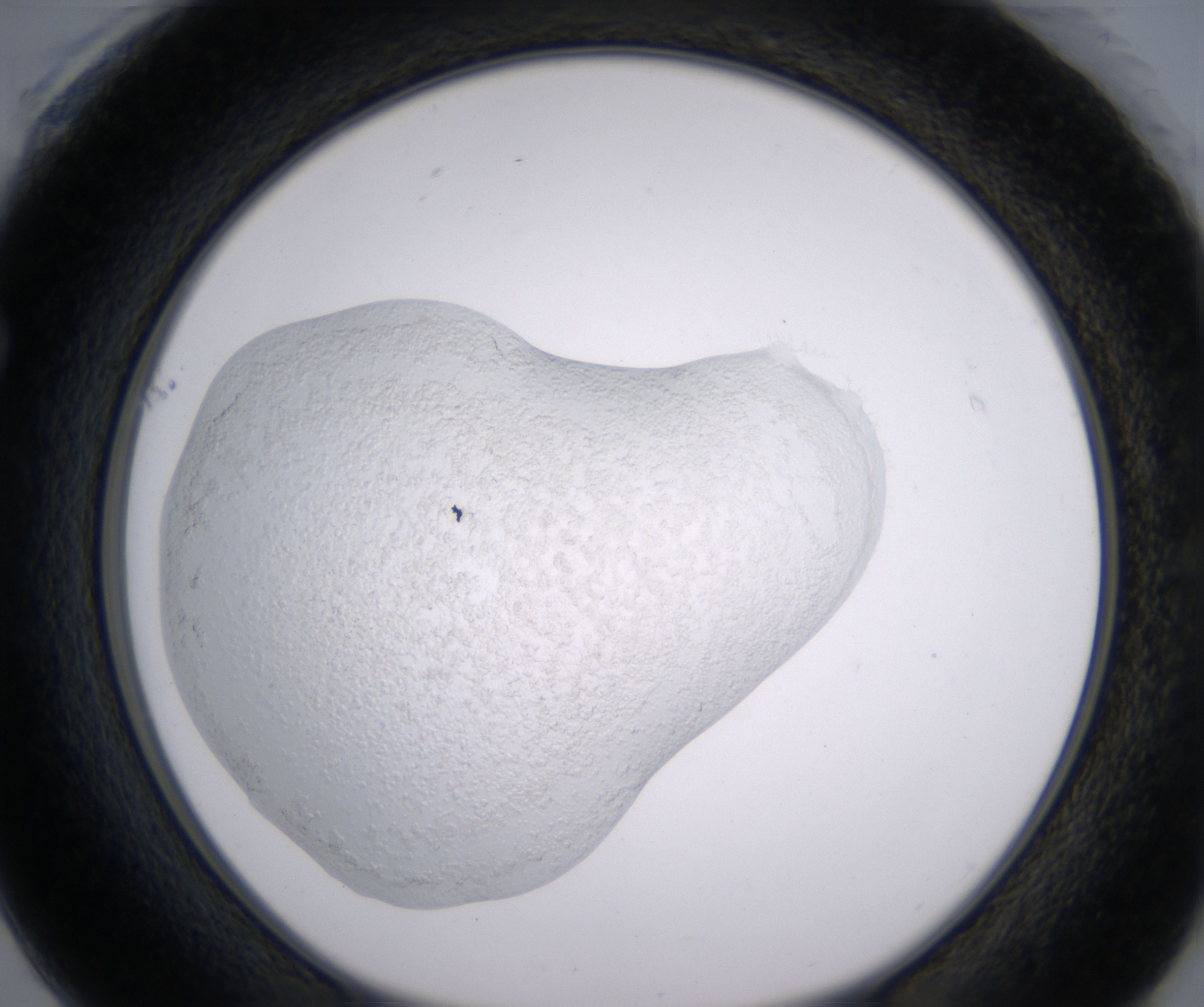F1_HighResolution_Precipitate_1.jpg