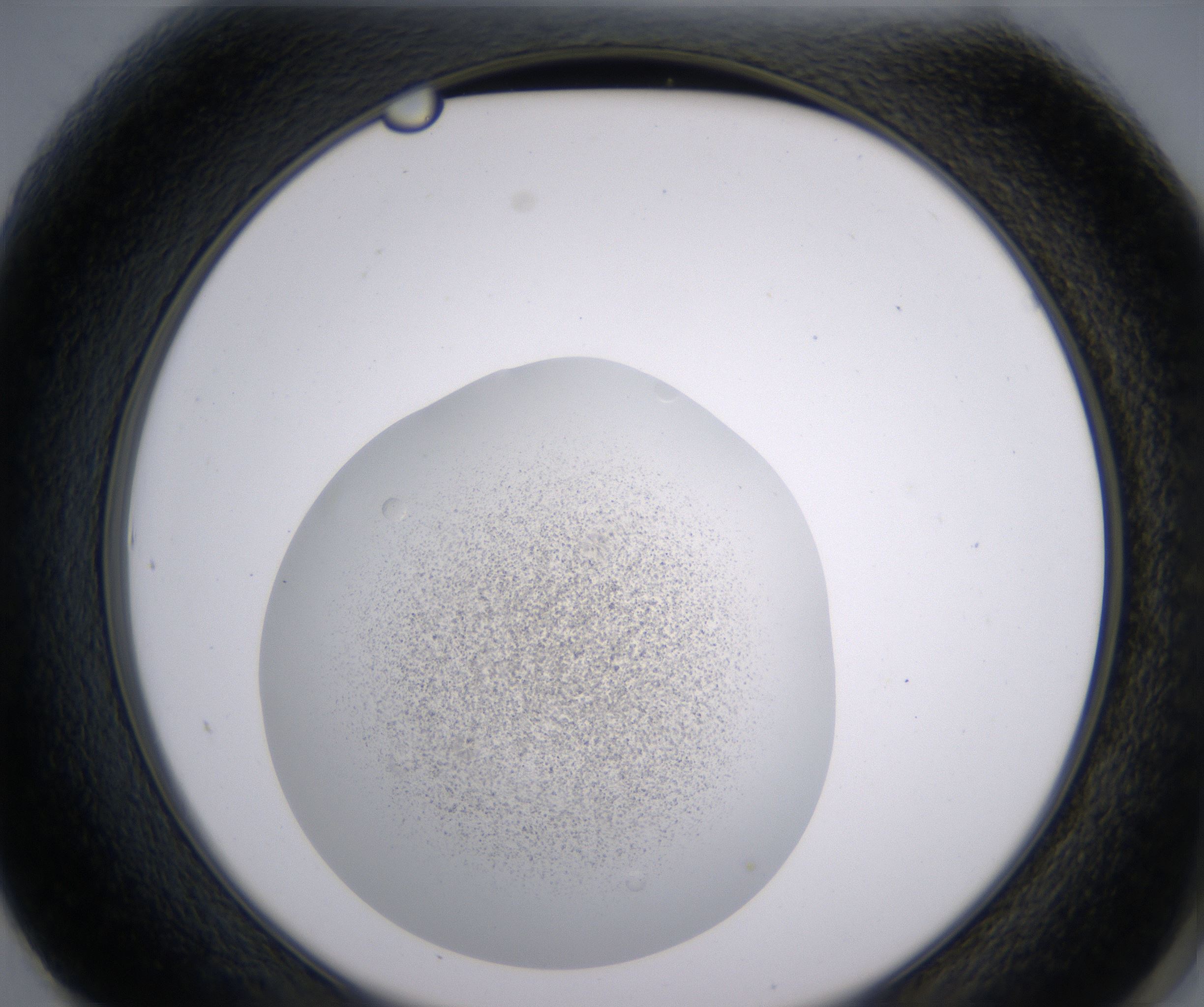 F1_HighResolution_Precipitate_2.jpg