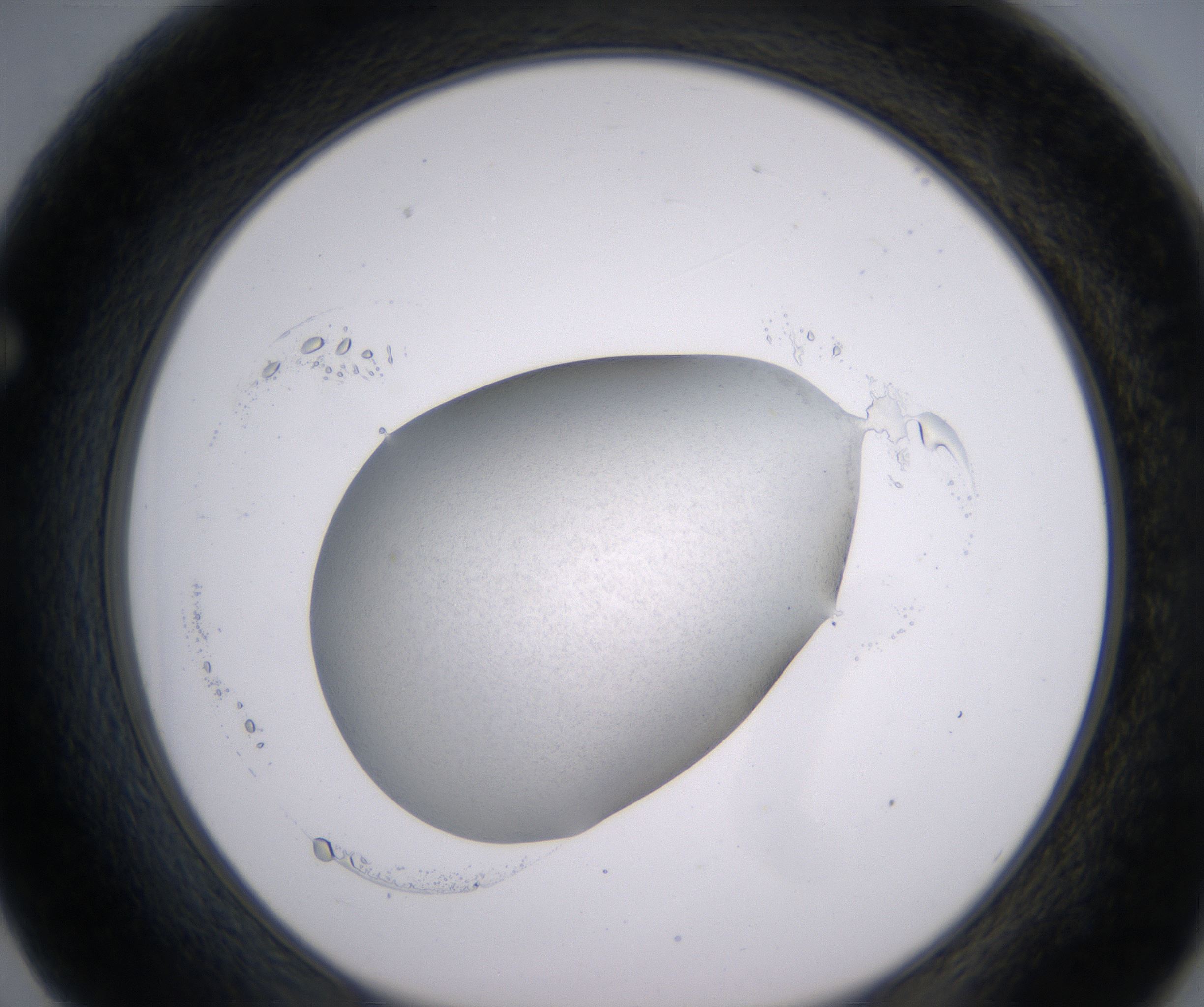 F2_HighResolution_Precipitate_1.jpg