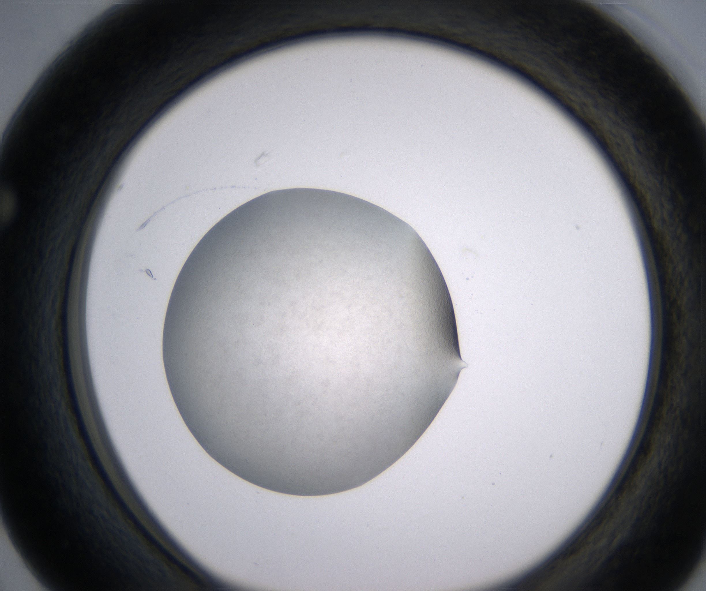 F3_HighResolution_Precipitate_1.jpg