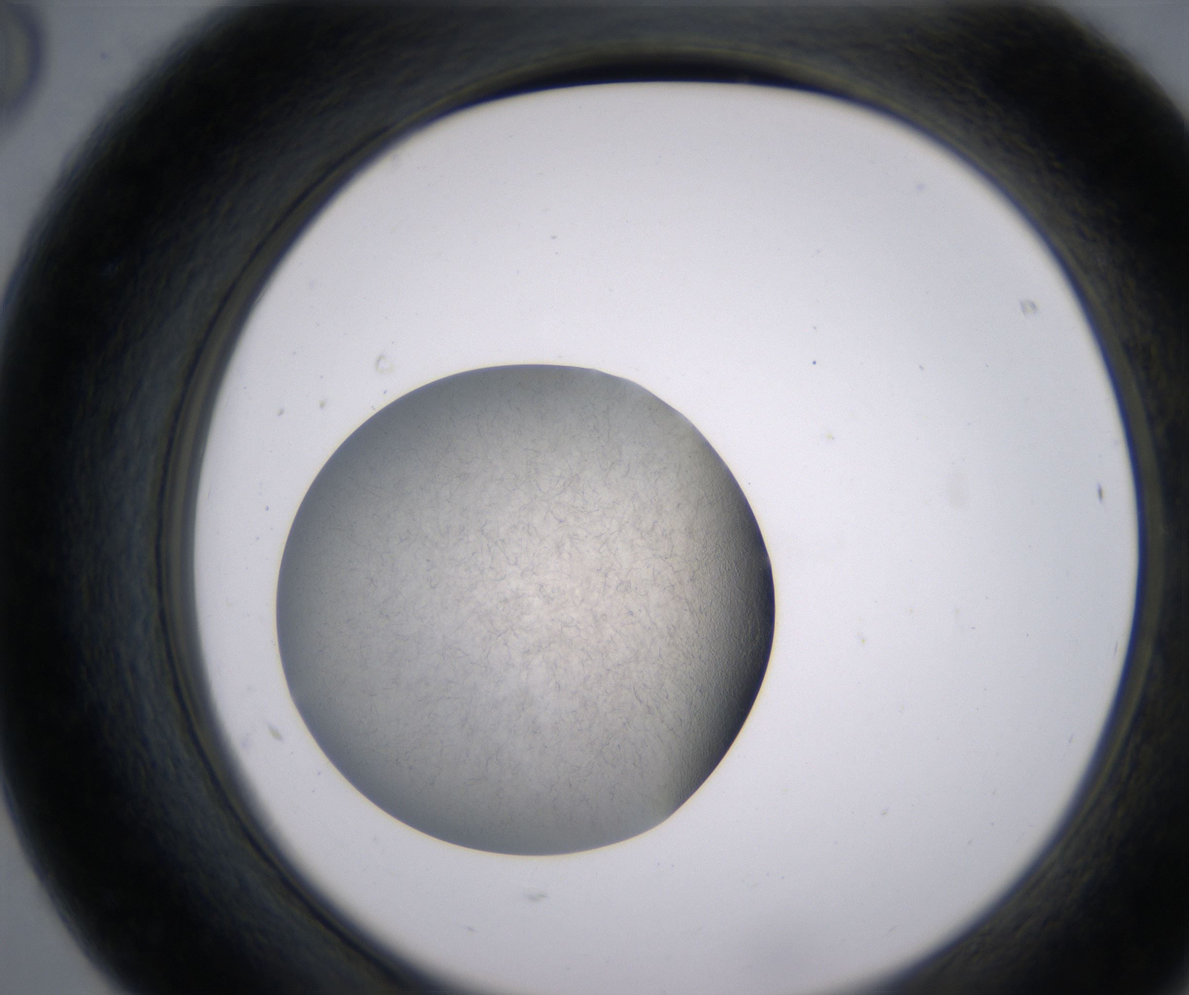 F8_HighResolution_Precipitate_2.jpg