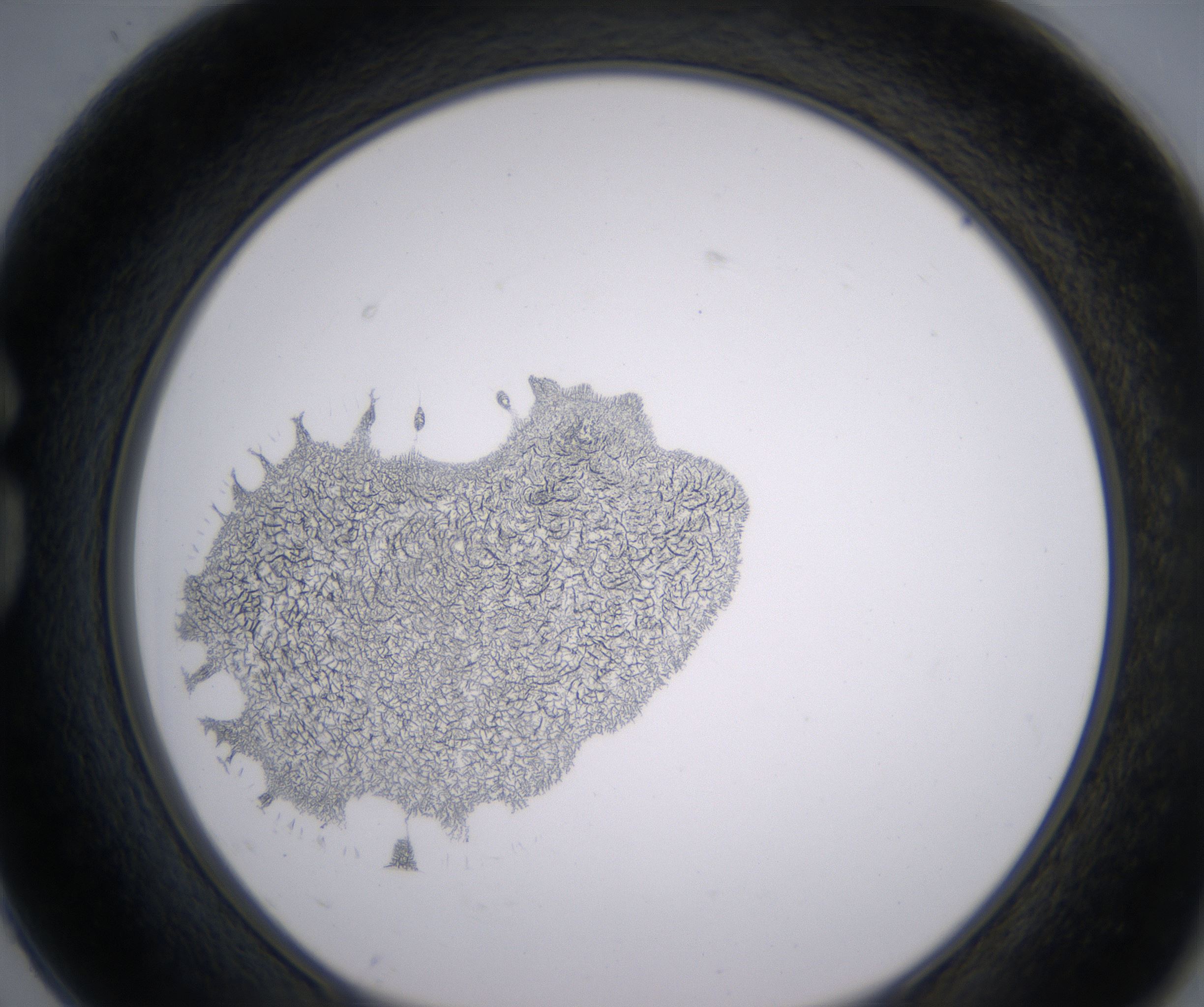 G2_HighResolution_Precipitate_1.jpg