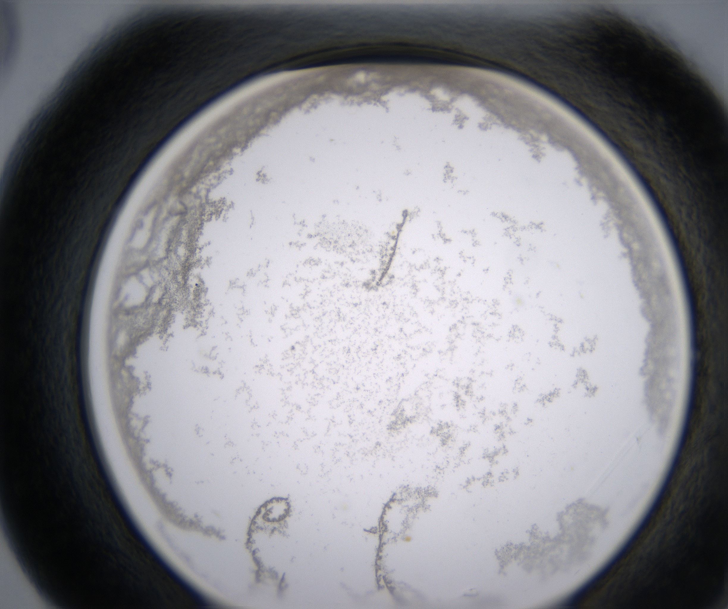 G5_HighResolution_Precipitate_2.jpg