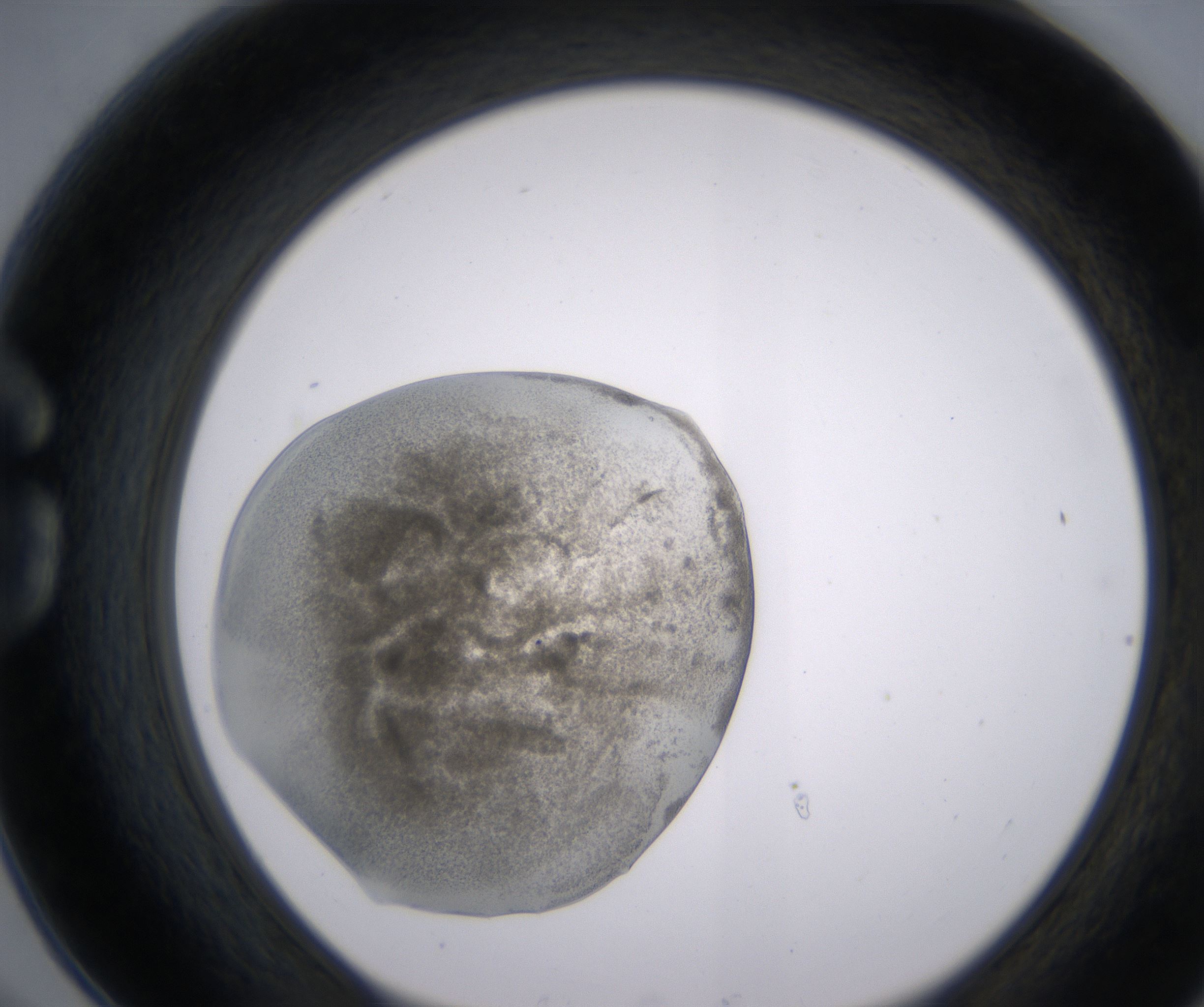 G6_HighResolution_Precipitate_1.jpg