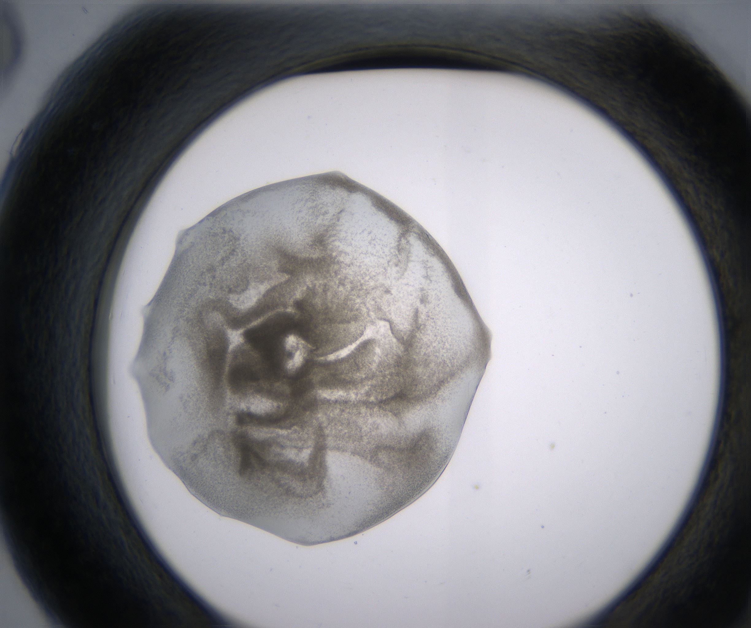 G6_HighResolution_Precipitate_2.jpg