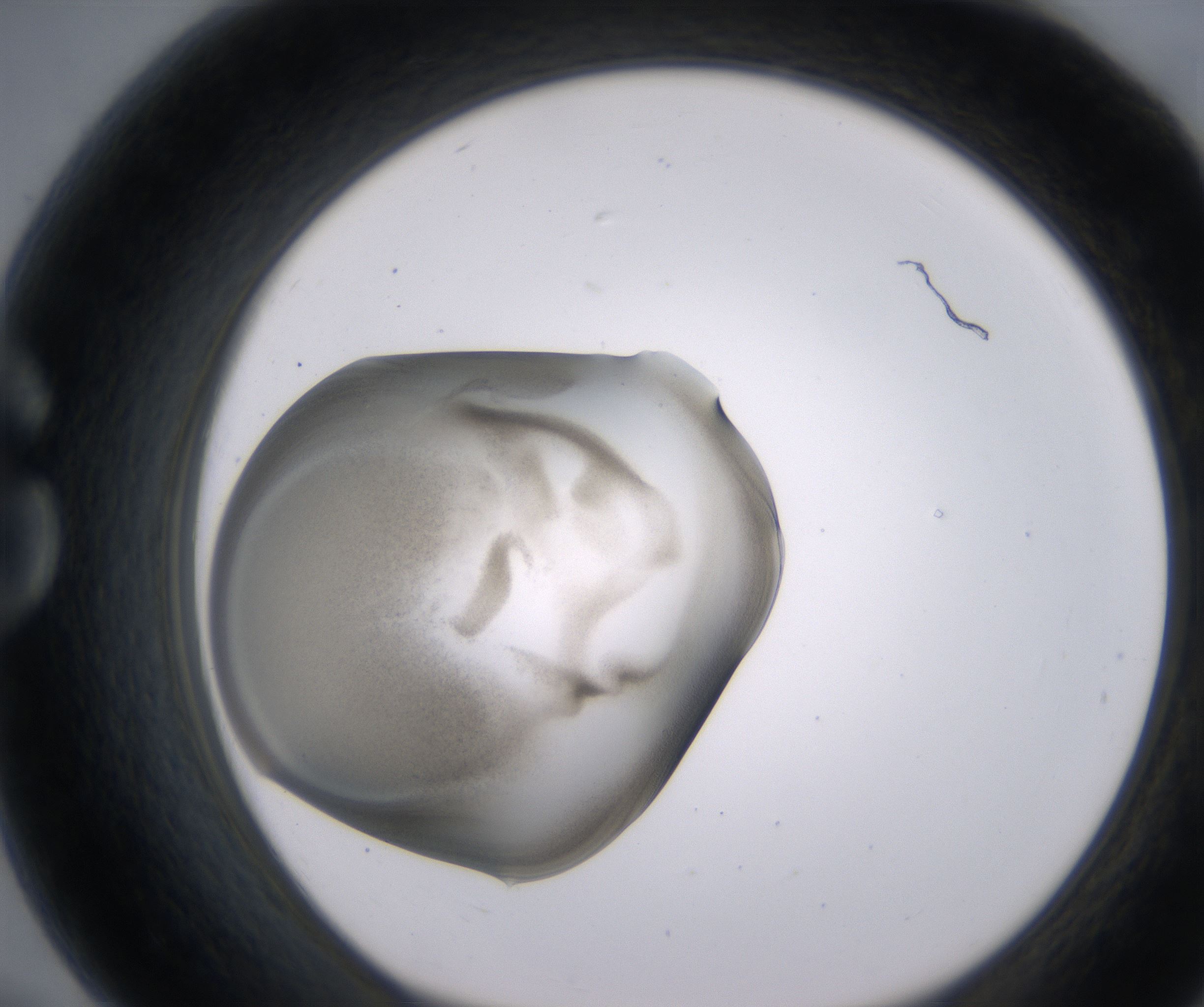 G7_HighResolution_Precipitate_1.jpg