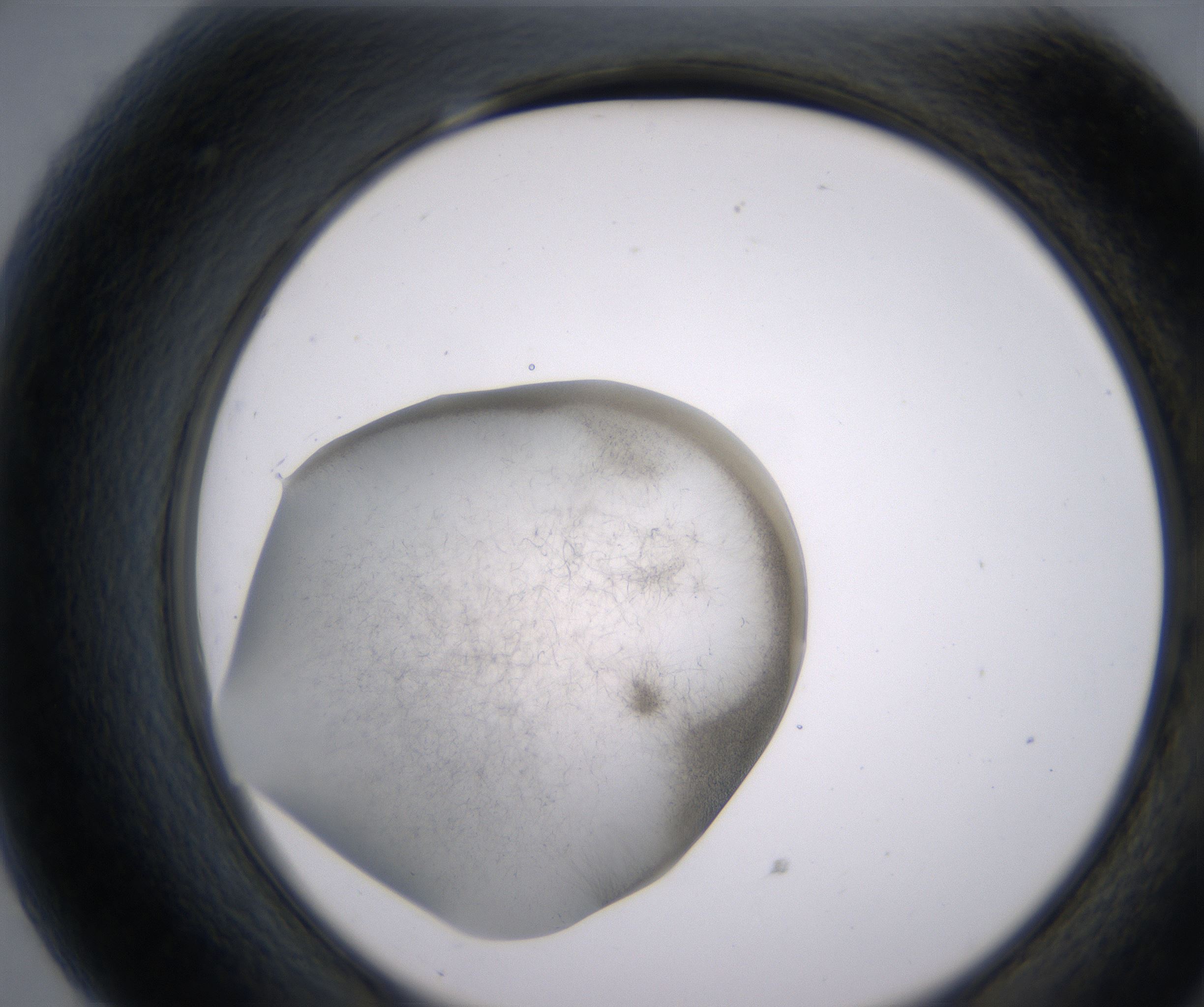 G7_HighResolution_Precipitate_2.jpg