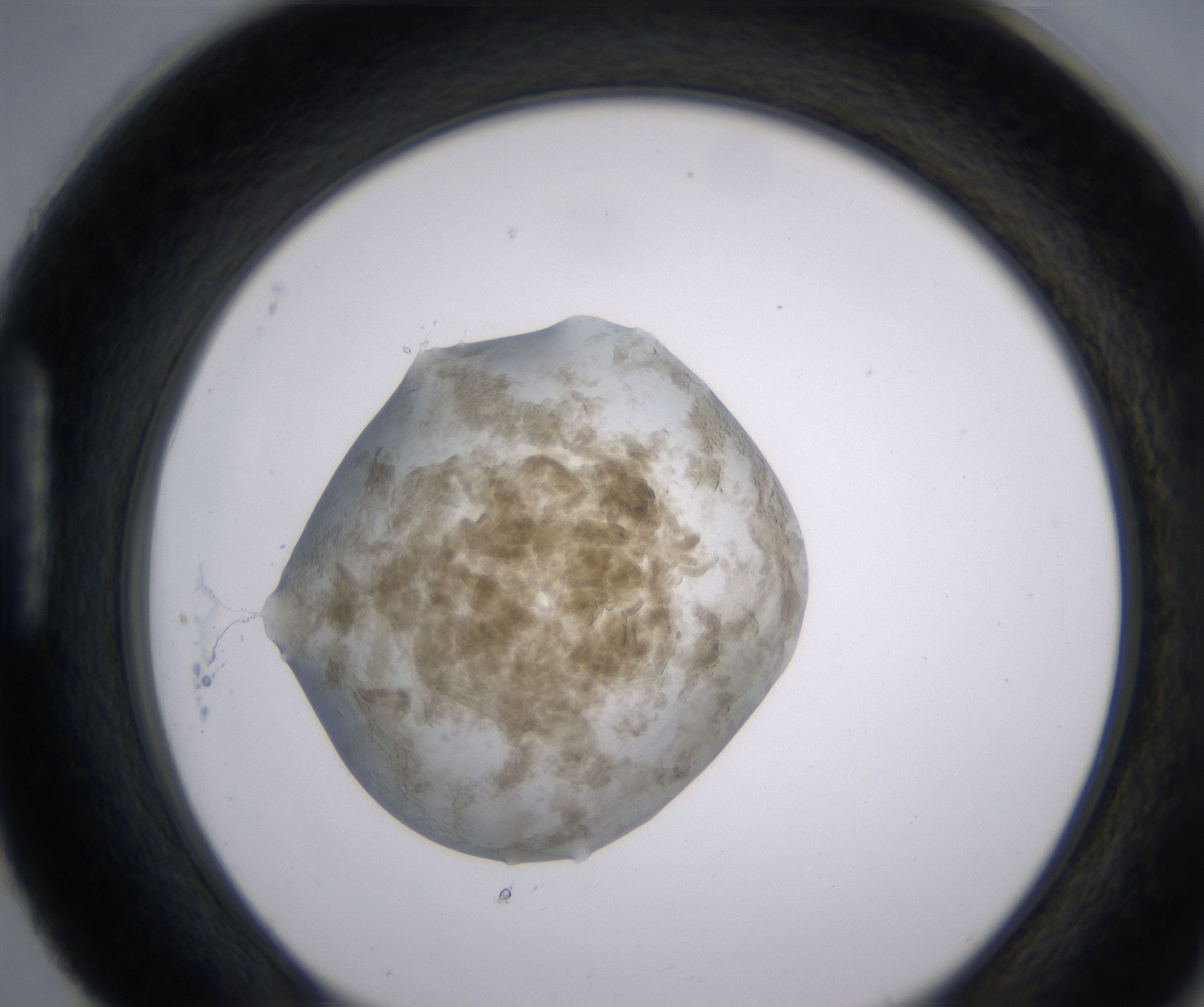 H4_HighResolution_Precipitate_1.jpg