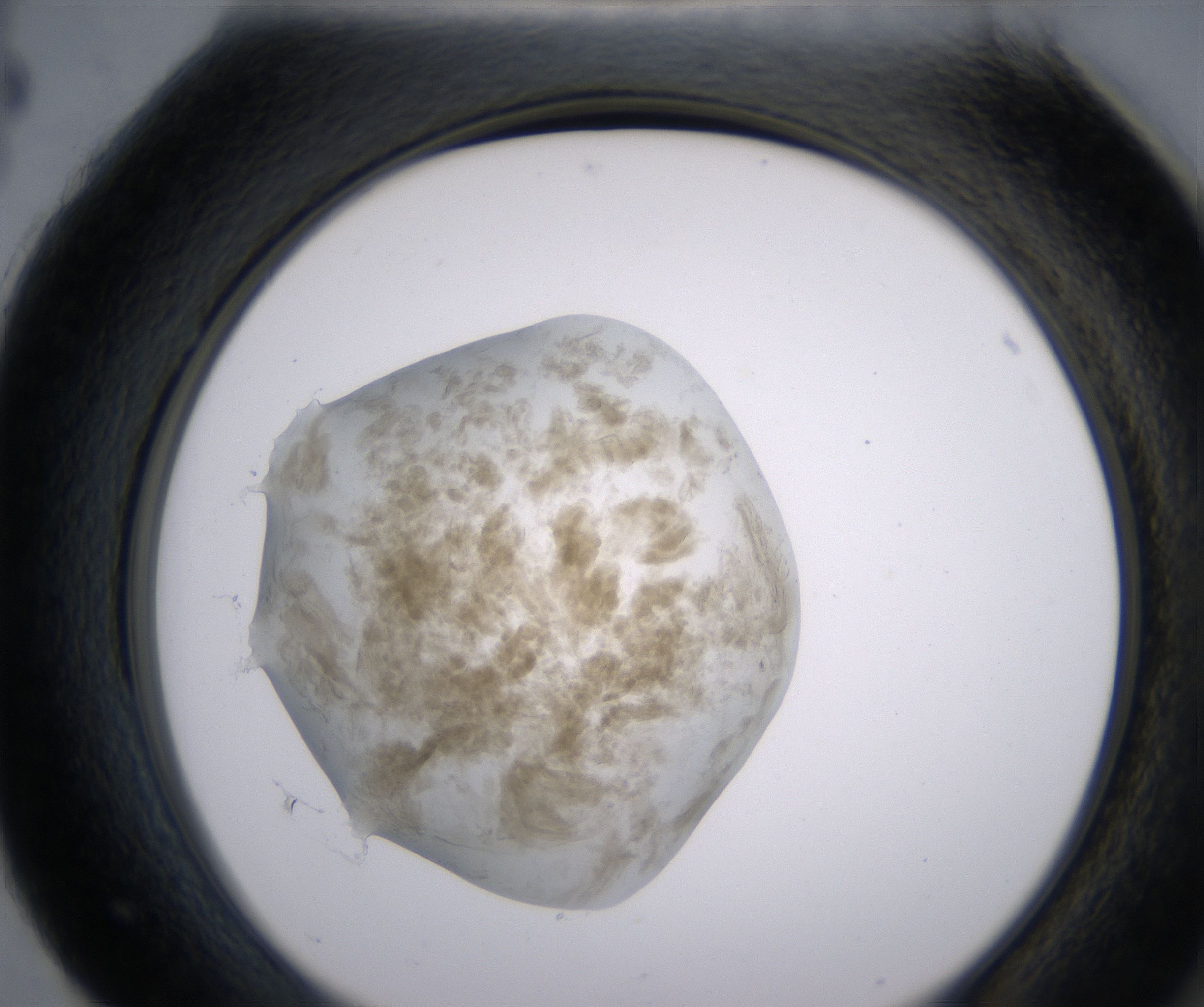 H4_HighResolution_Precipitate_2.jpg