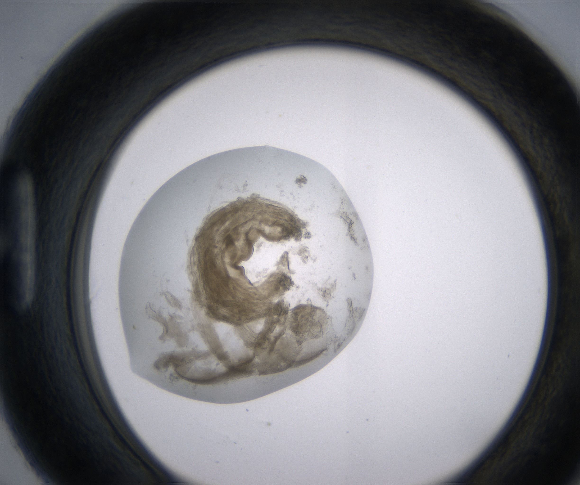 H6_HighResolution_Precipitate_1.jpg