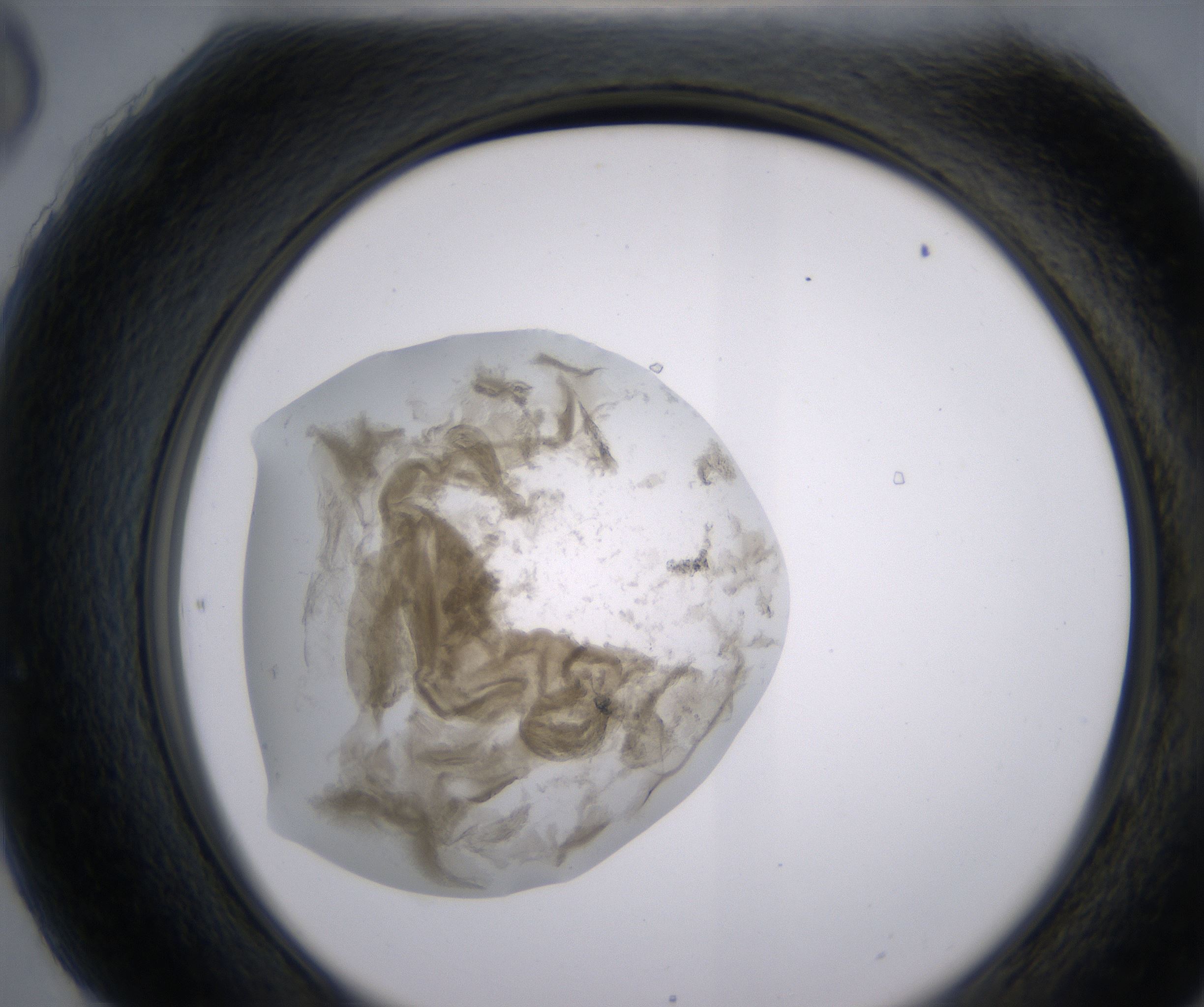 H6_HighResolution_Precipitate_2.jpg