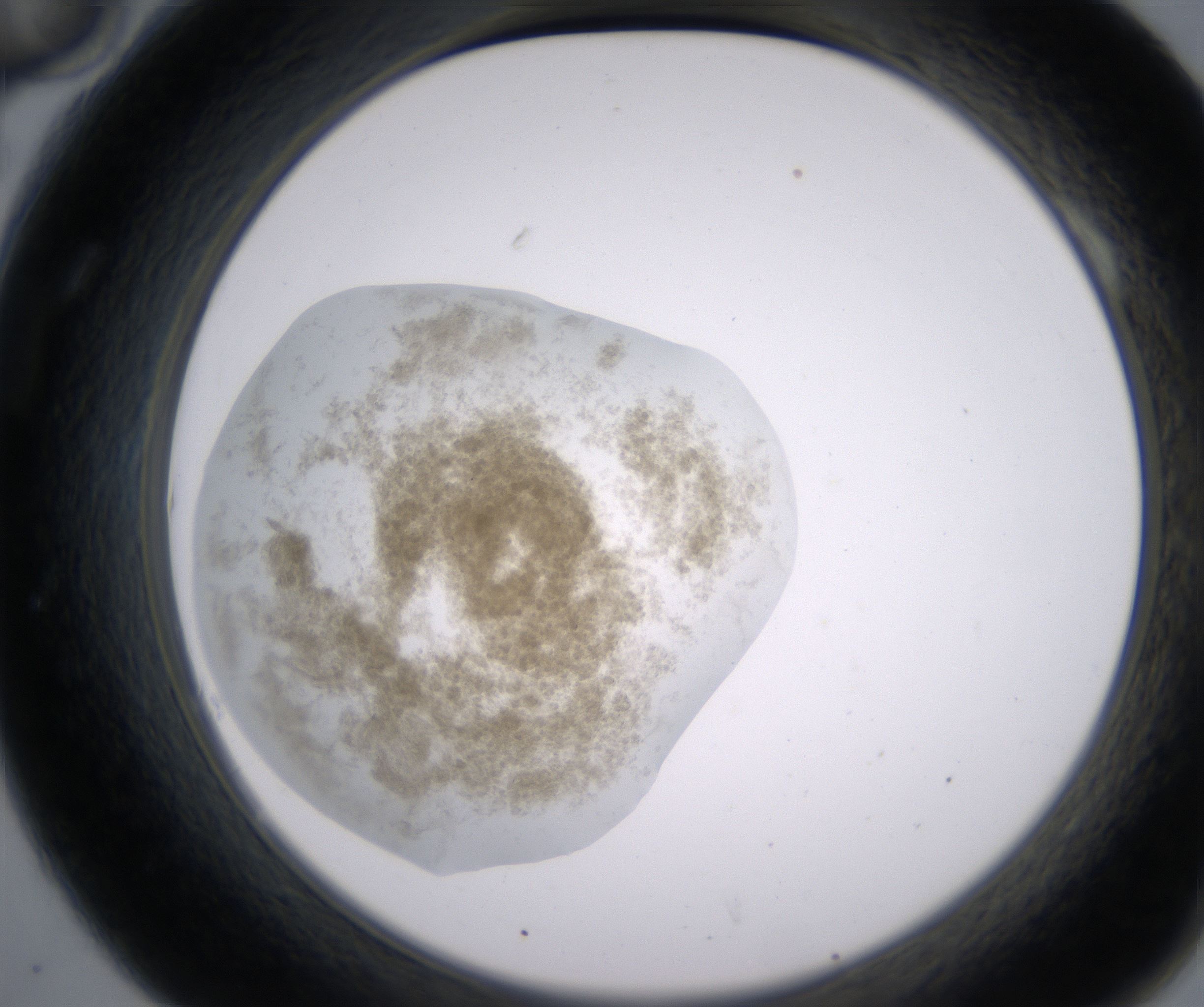A10_HighResolution_Precipitate_2.jpg