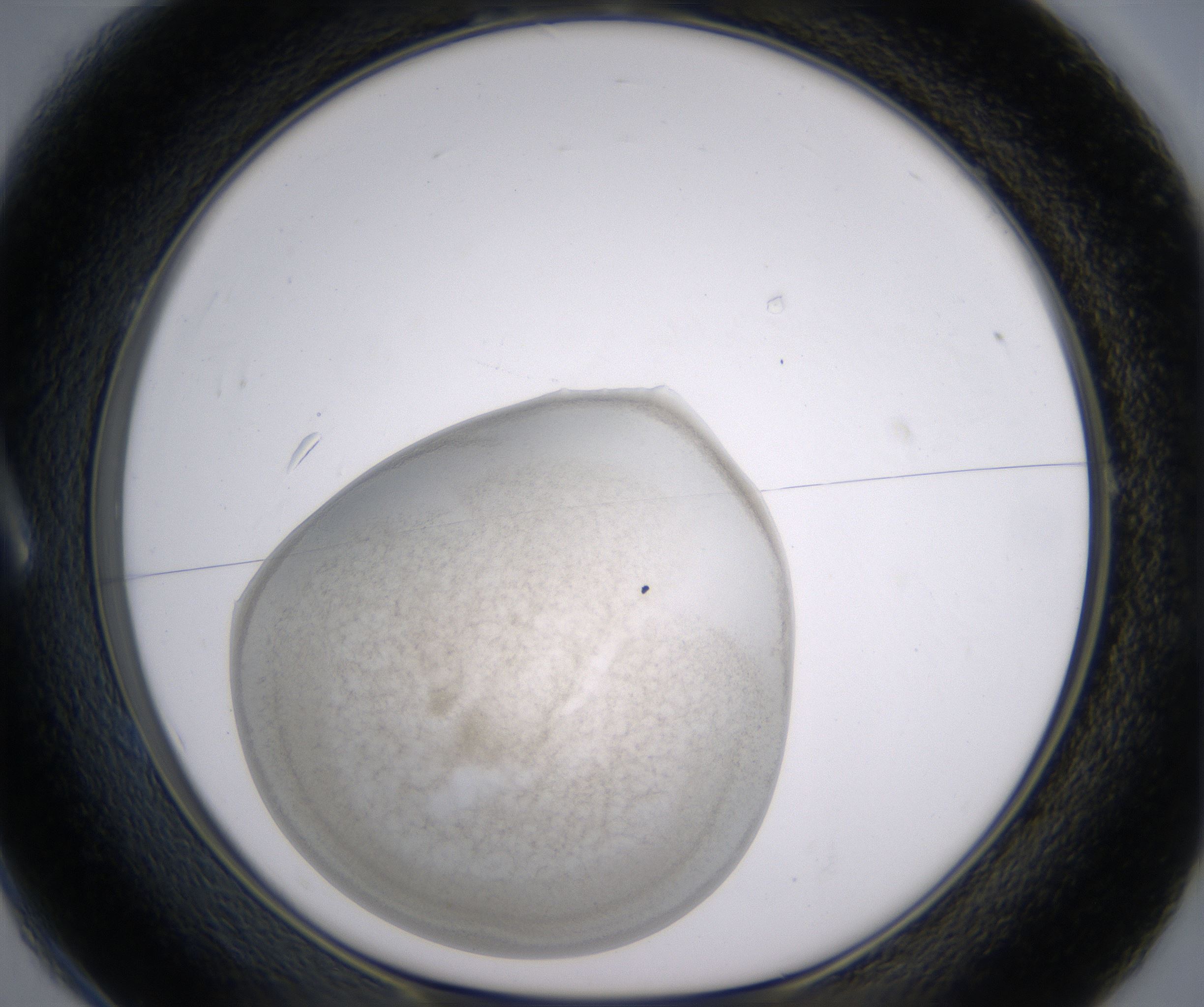 A1_HighResolution_Precipitate_1.jpg