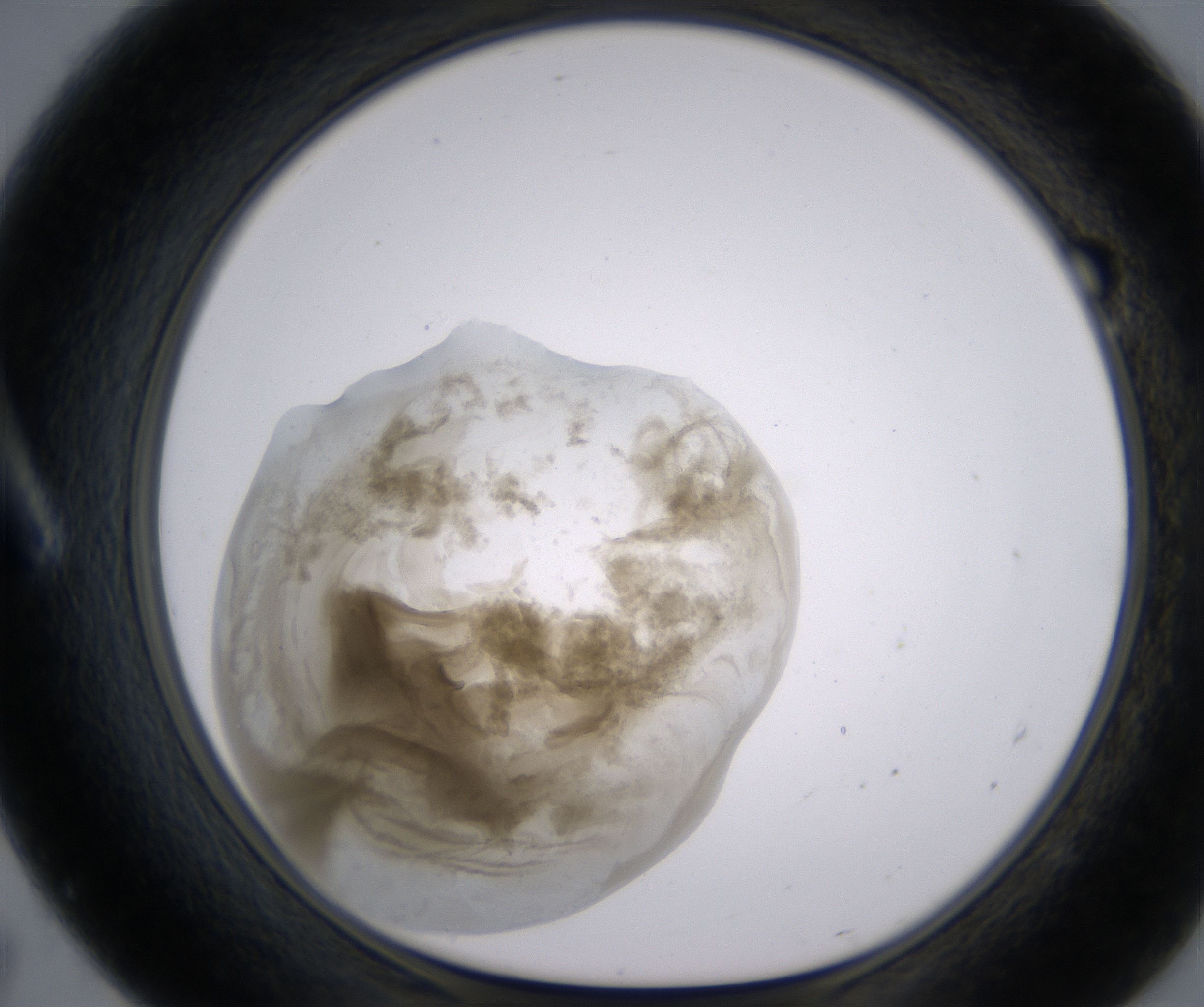 A7_HighResolution_Precipitate_1.jpg