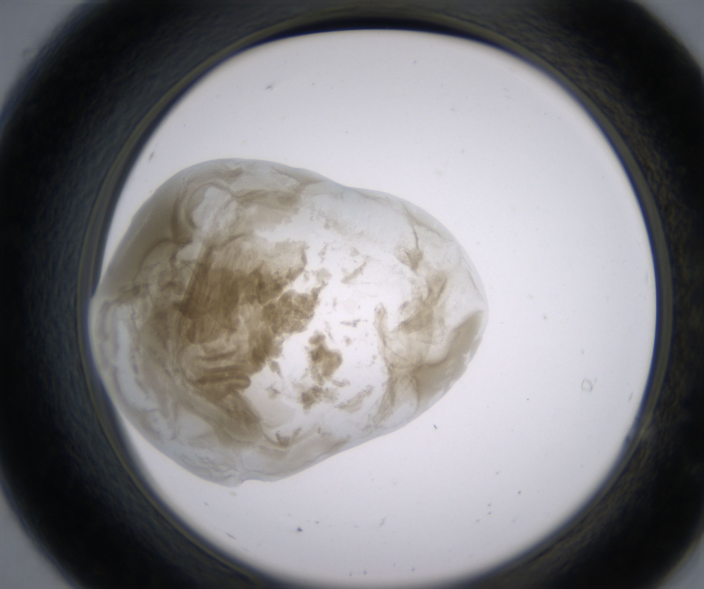 A7_HighResolution_Precipitate_2.jpg