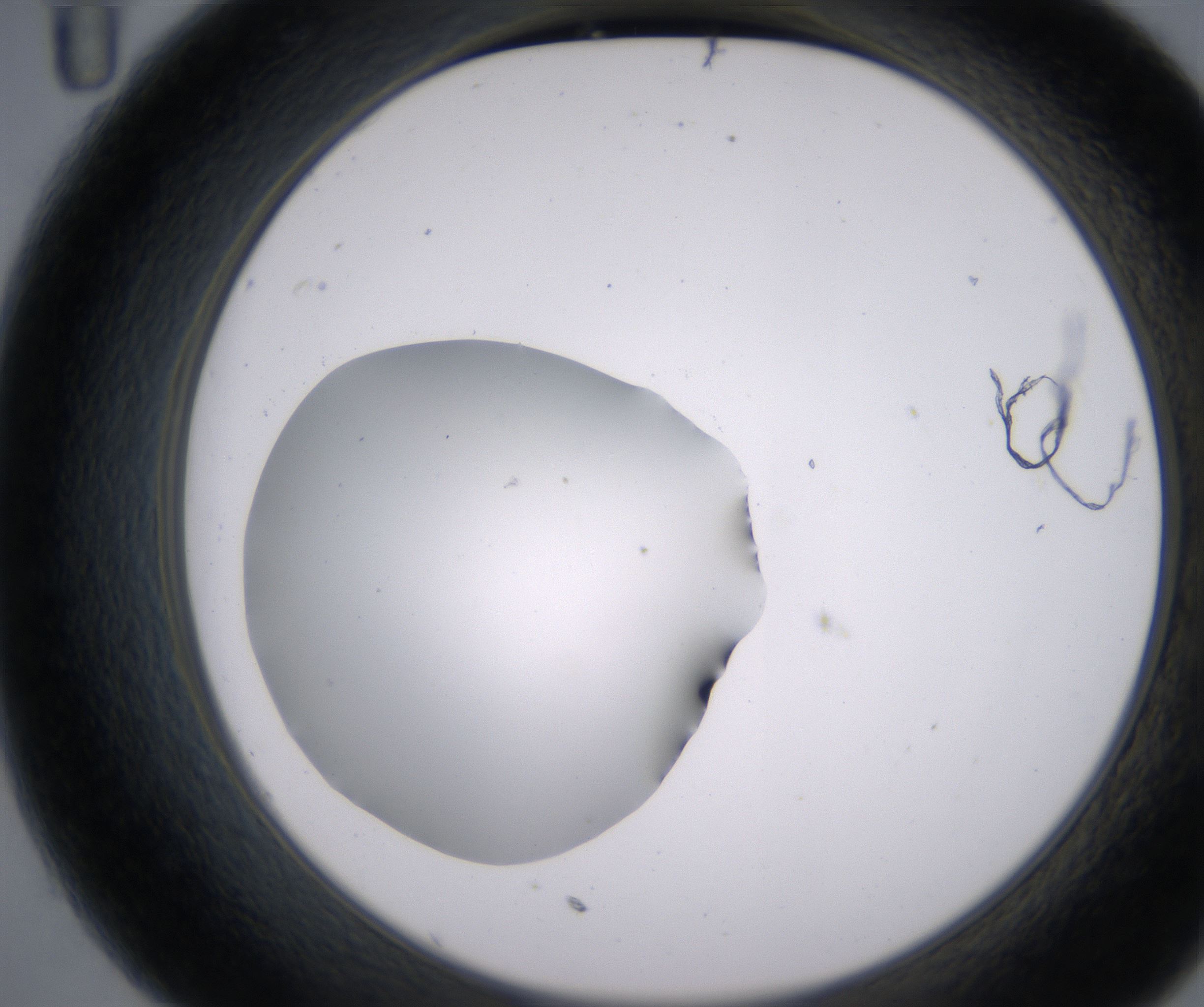 C11_HighResolution_Clear_2.jpg