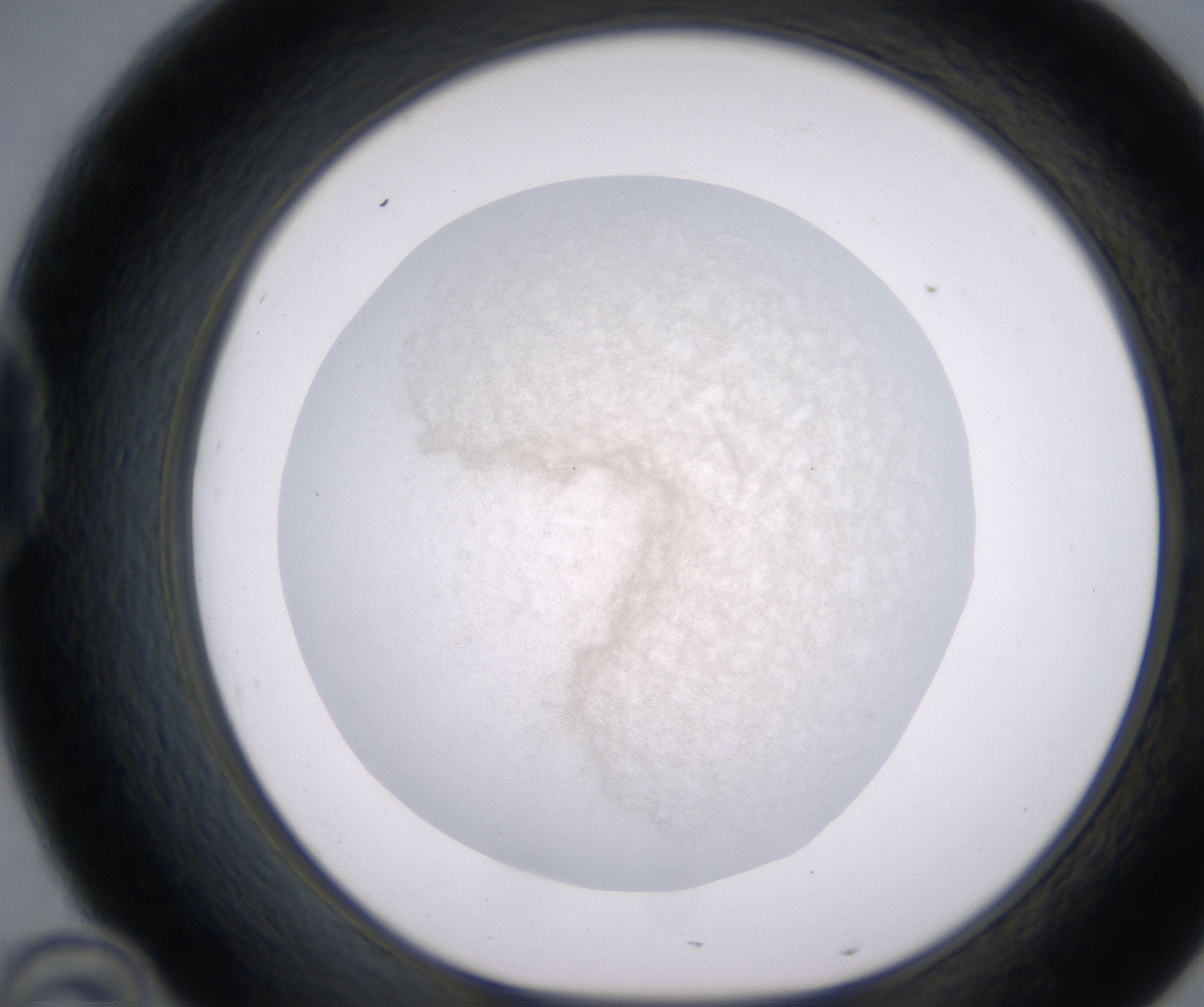 D10_HighResolution_Precipitate_1.jpg