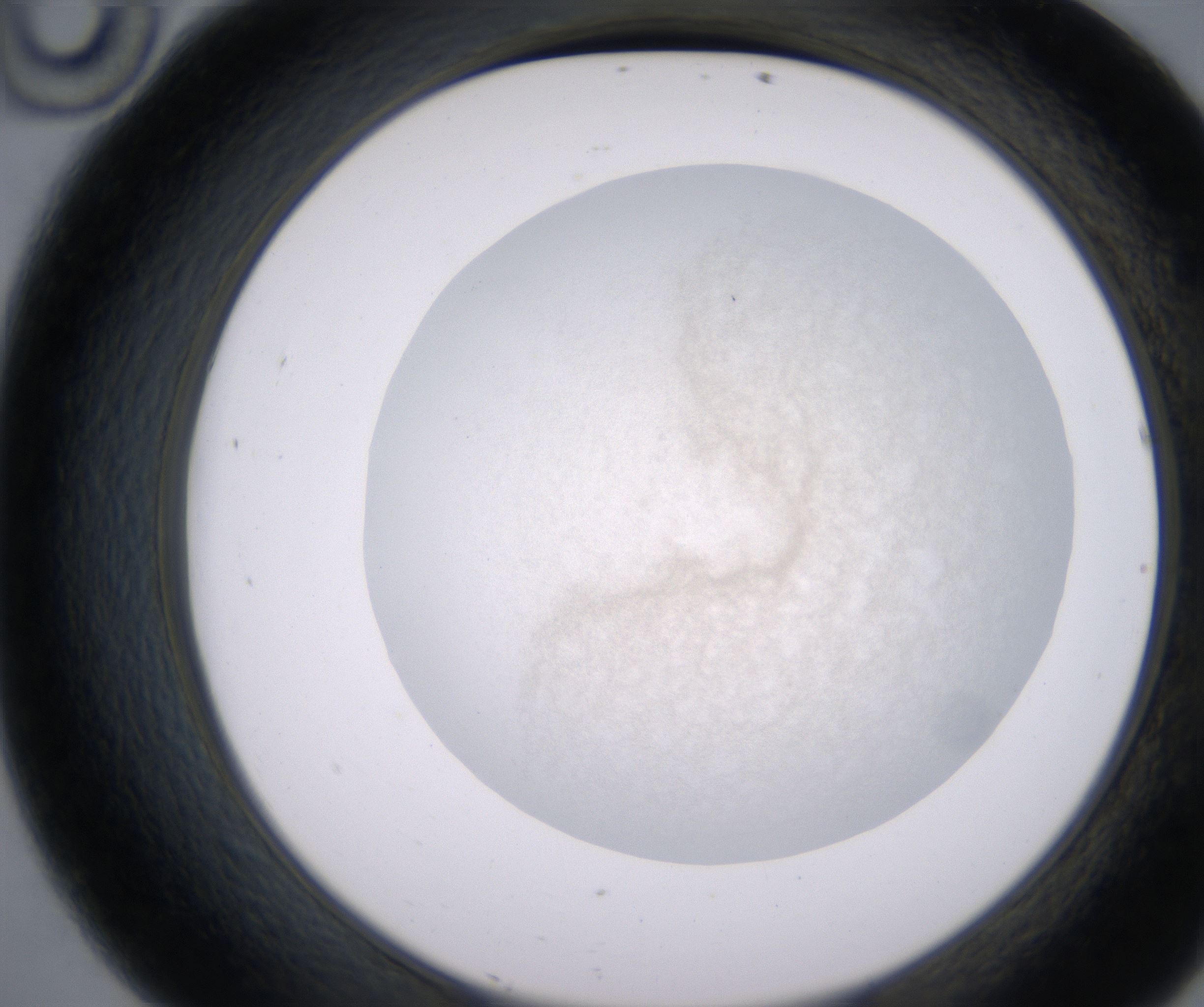 D10_HighResolution_Precipitate_2.jpg