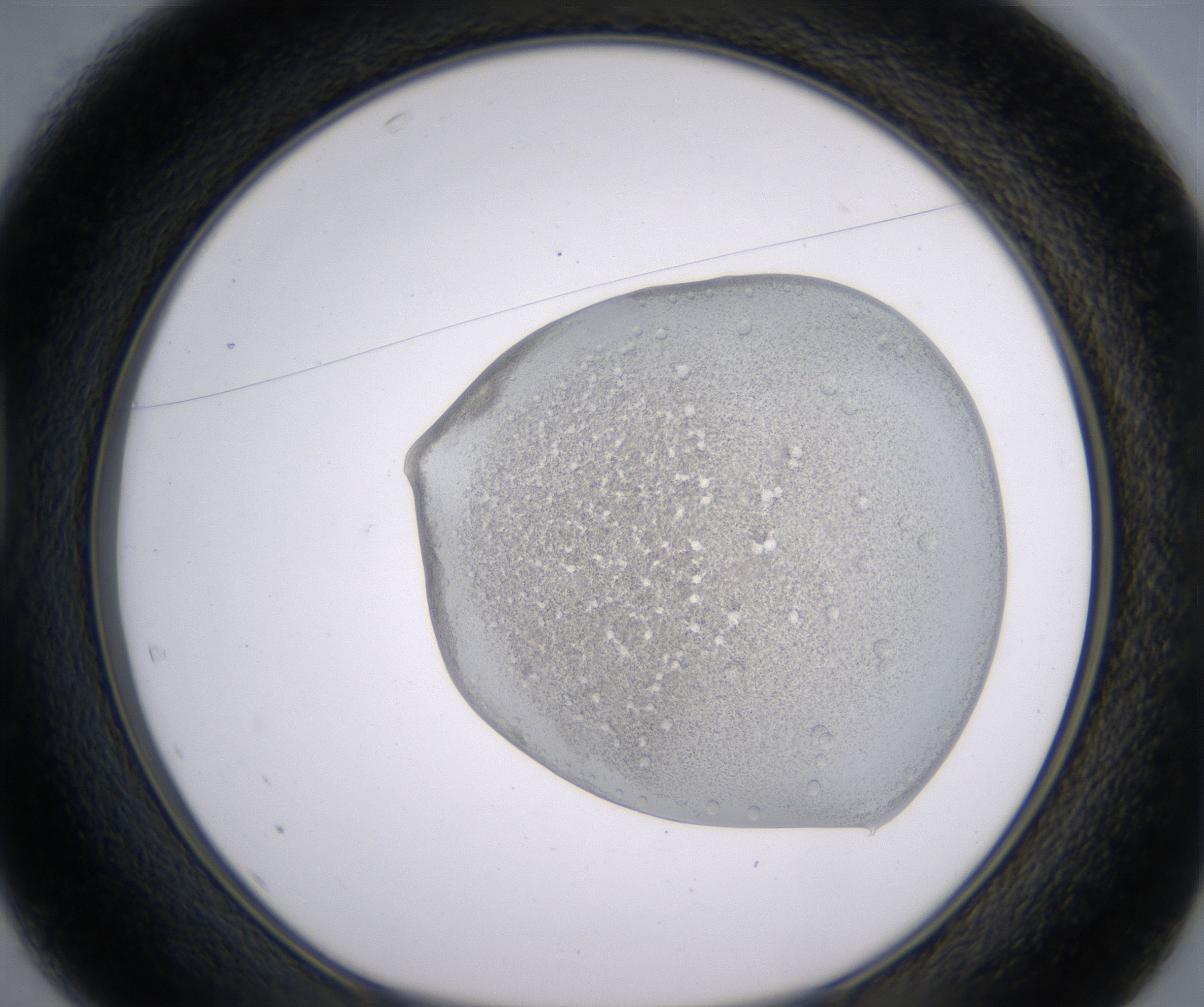 D1_HighResolution_Precipitate_1.jpg