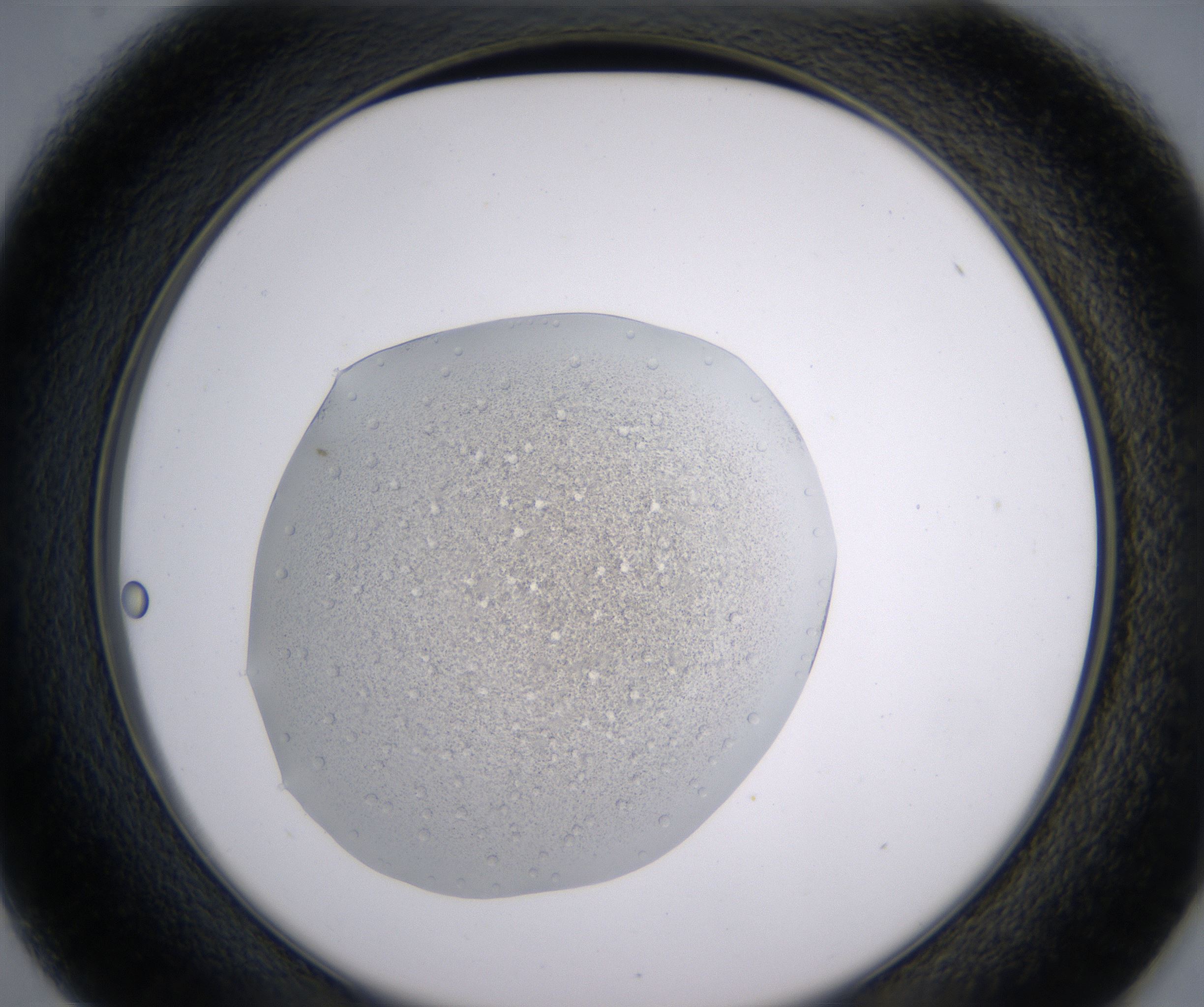 D1_HighResolution_Precipitate_2.jpg