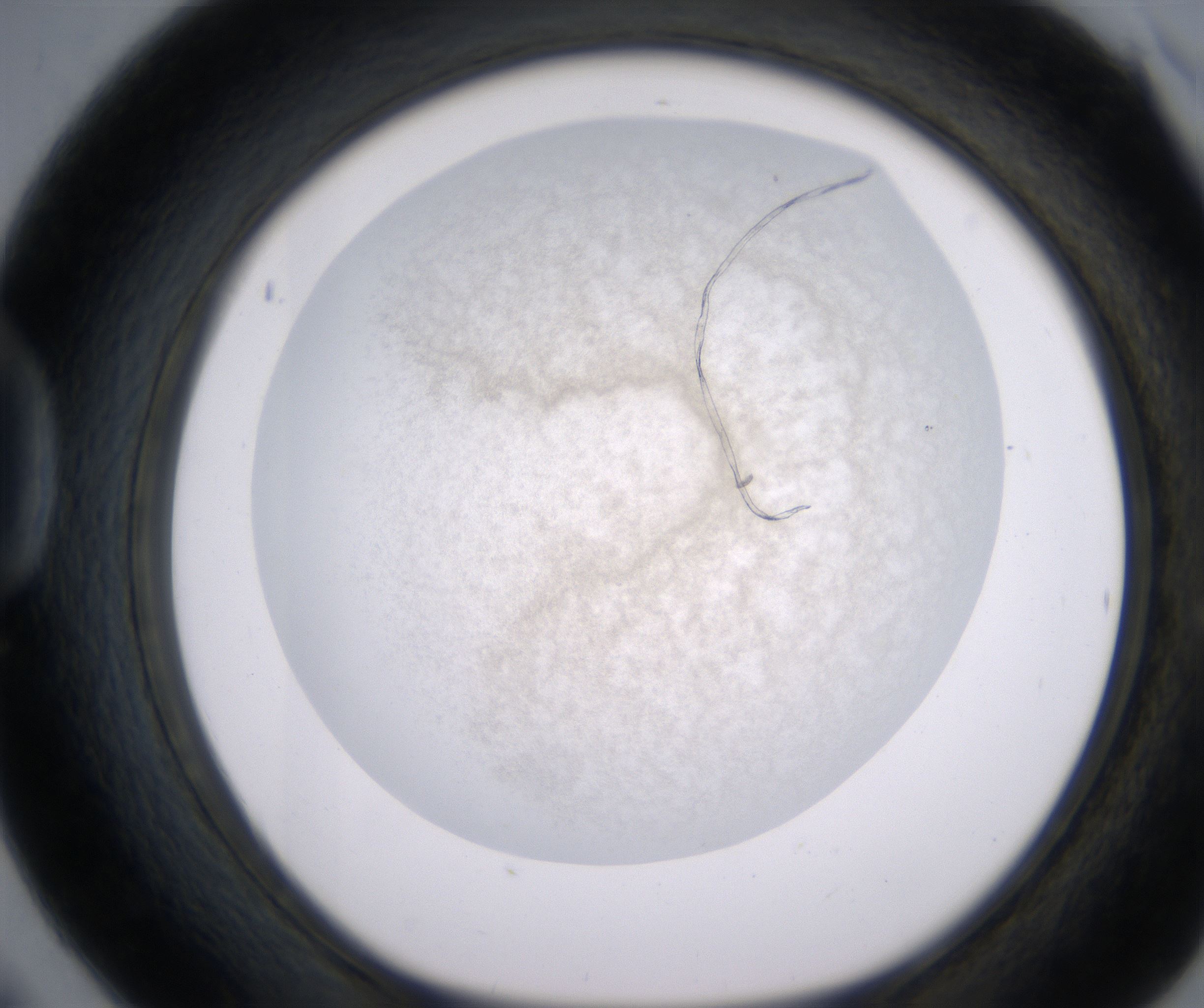 D6_HighResolution_Precipitate_1.jpg