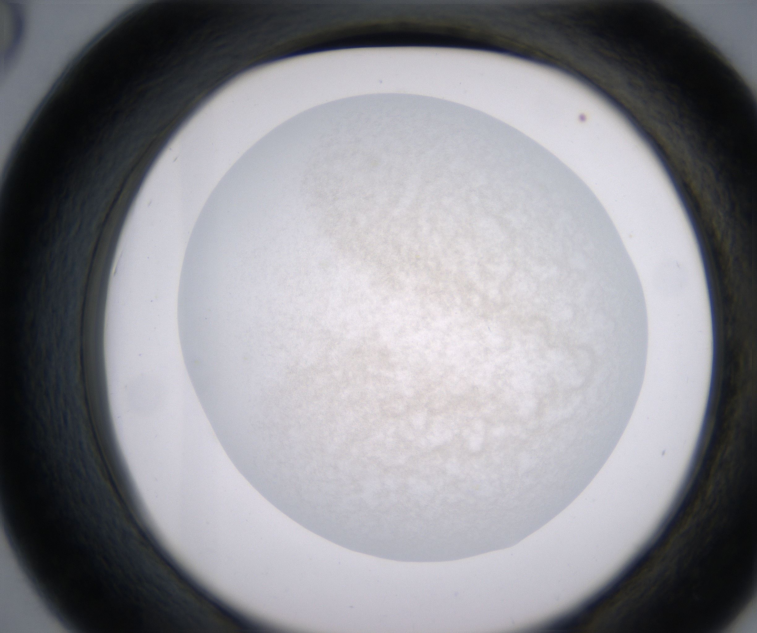 D6_HighResolution_Precipitate_2.jpg