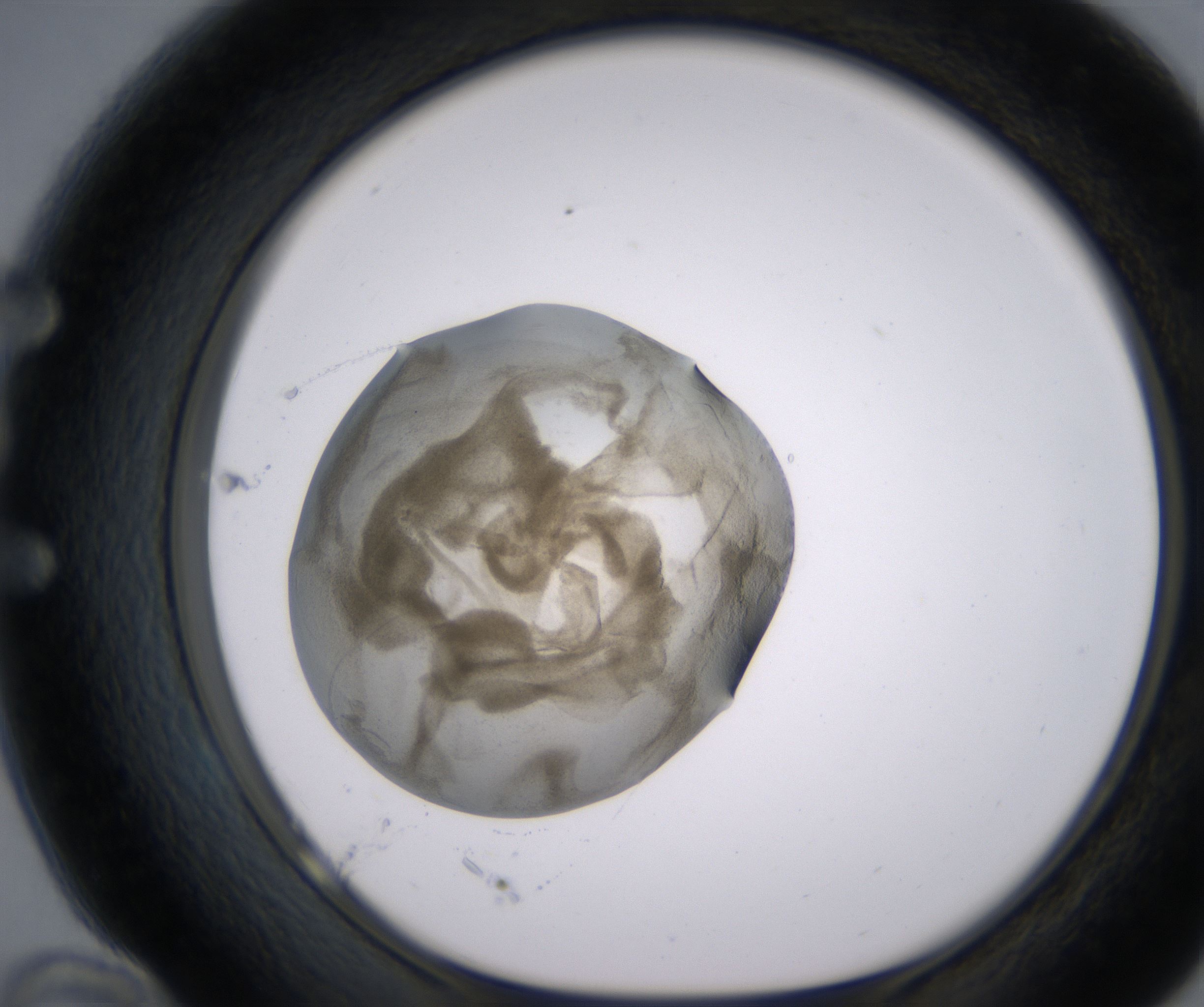 E10_HighResolution_Precipitate_1.jpg