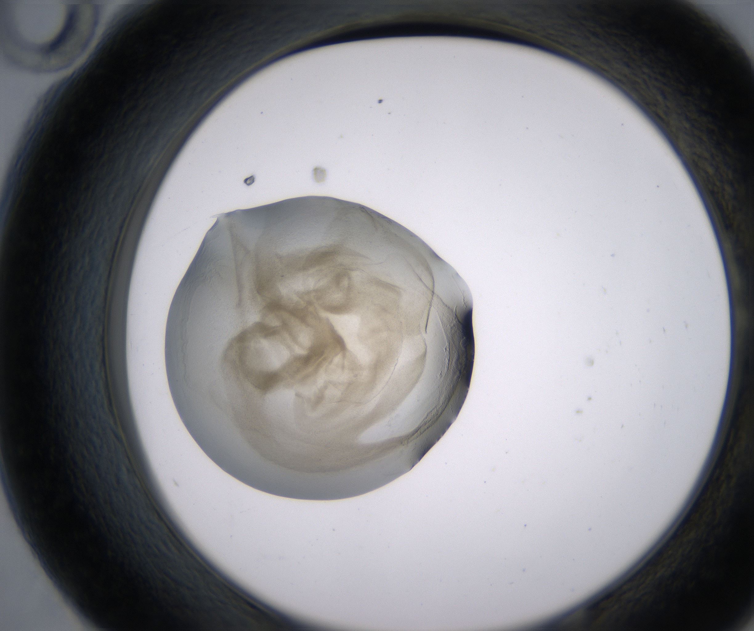 E10_HighResolution_Precipitate_2.jpg