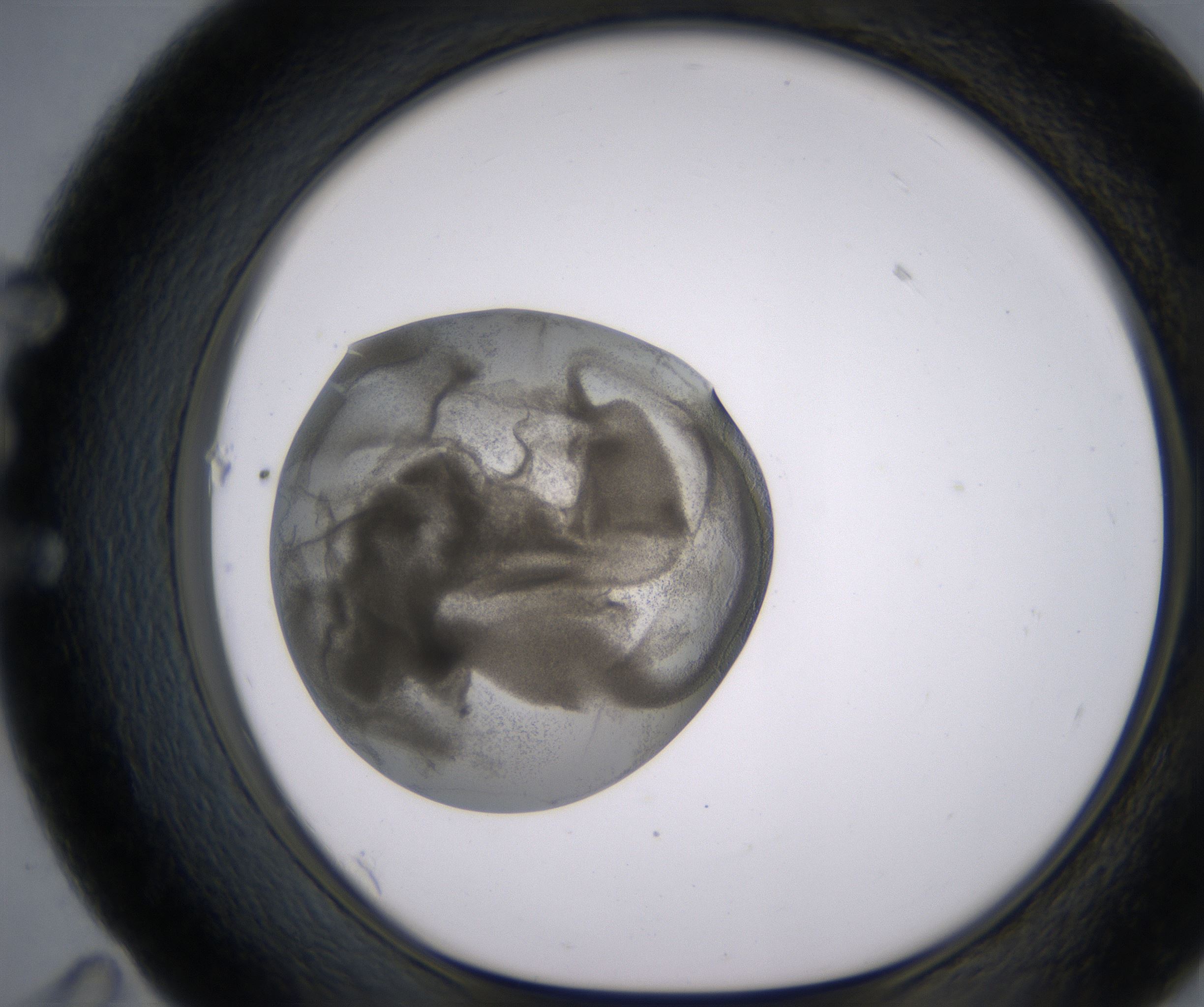 E11_HighResolution_Precipitate_1.jpg
