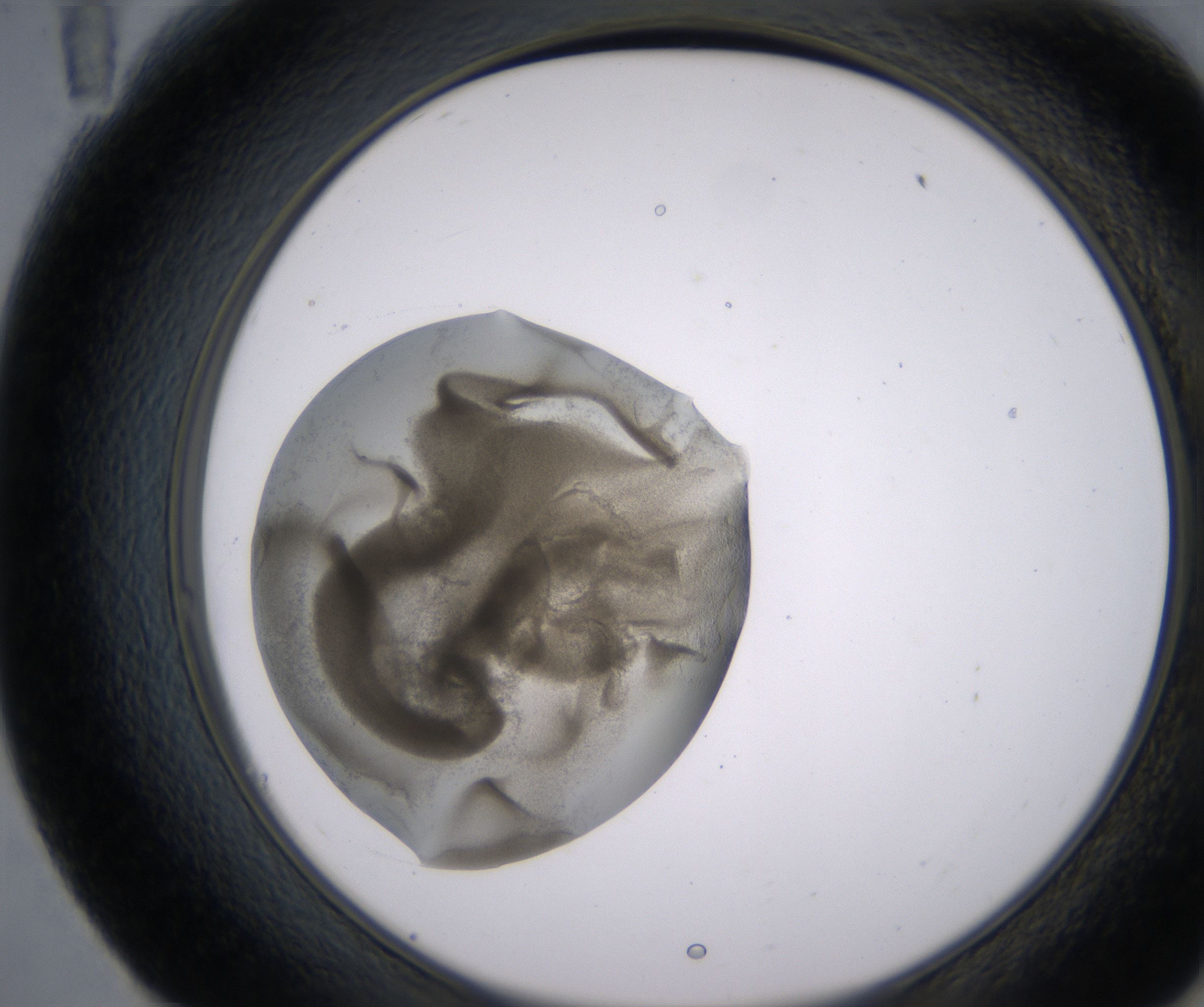 E11_HighResolution_Precipitate_2.jpg