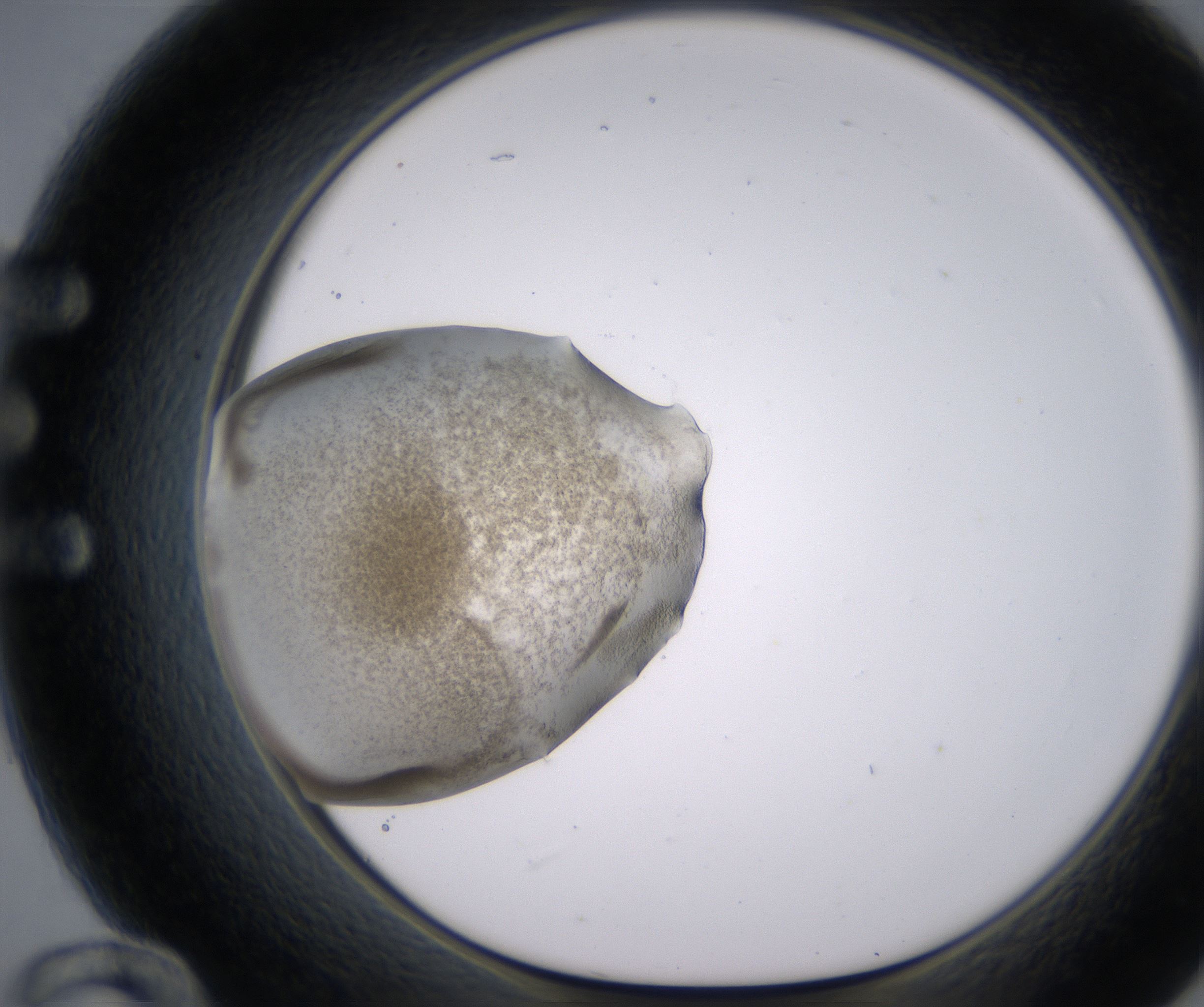 E12_HighResolution_Precipitate_1.jpg