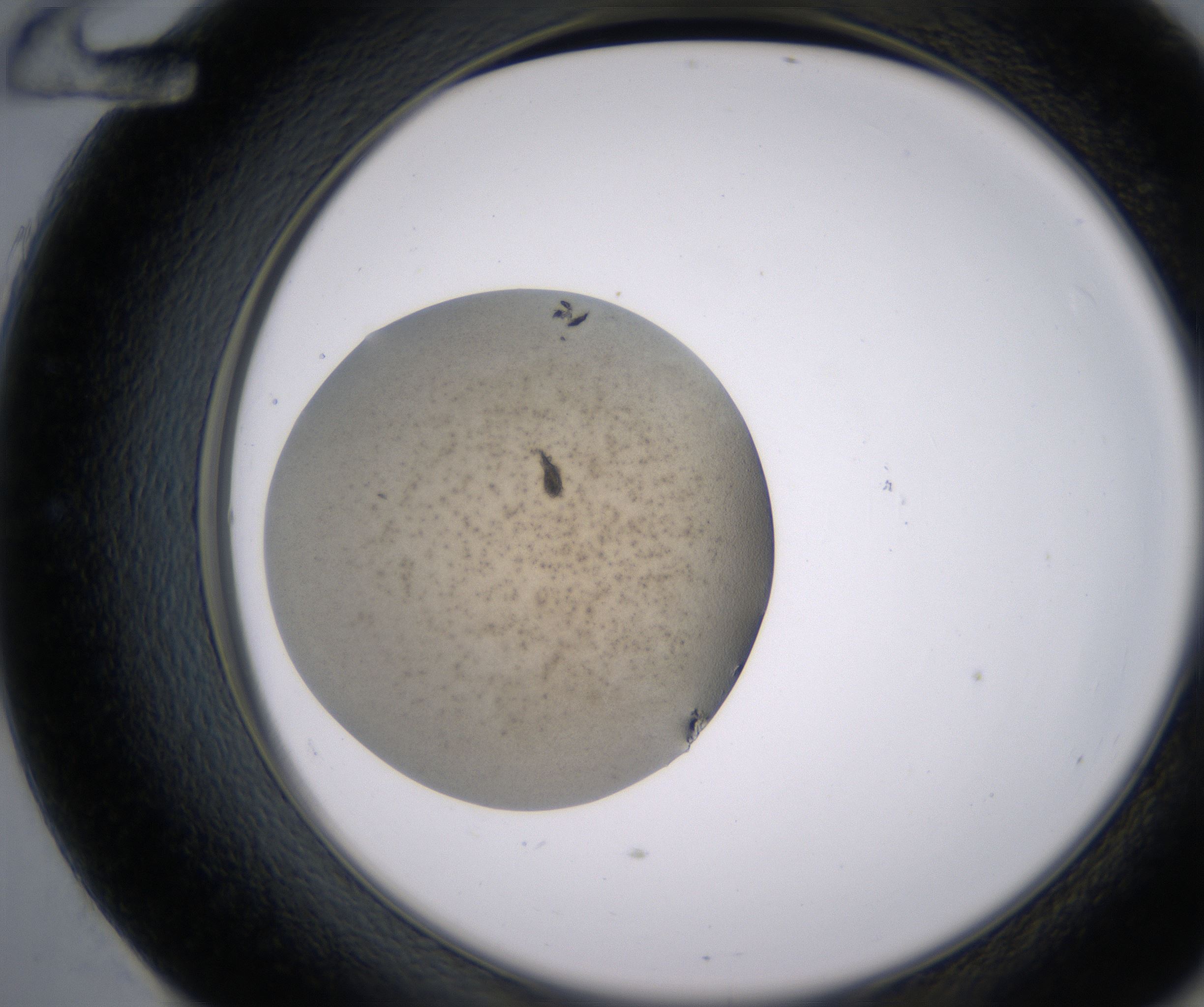 E12_HighResolution_Precipitate_2.jpg