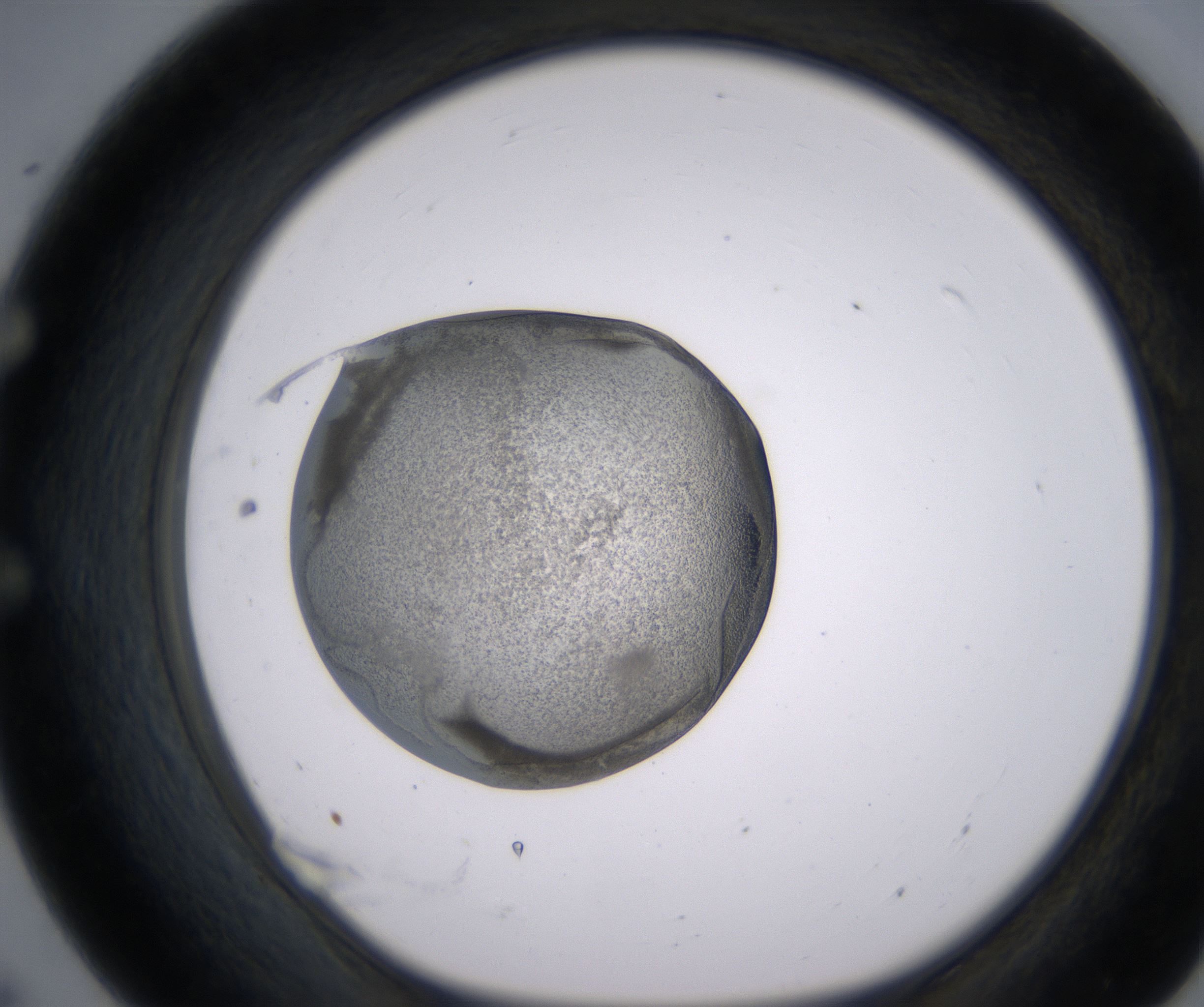 E7_HighResolution_Precipitate_1.jpg