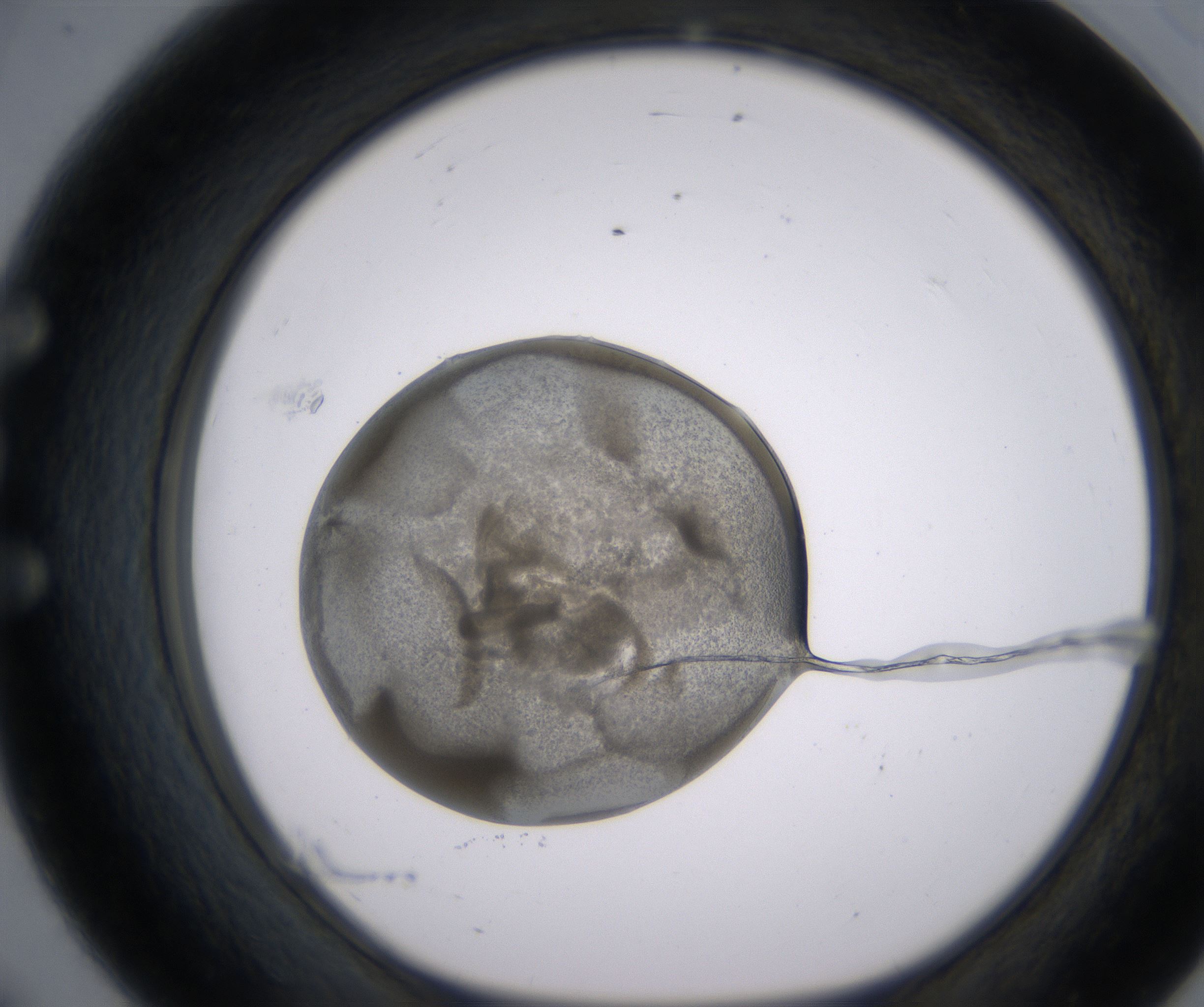 E8_HighResolution_Precipitate_1.jpg