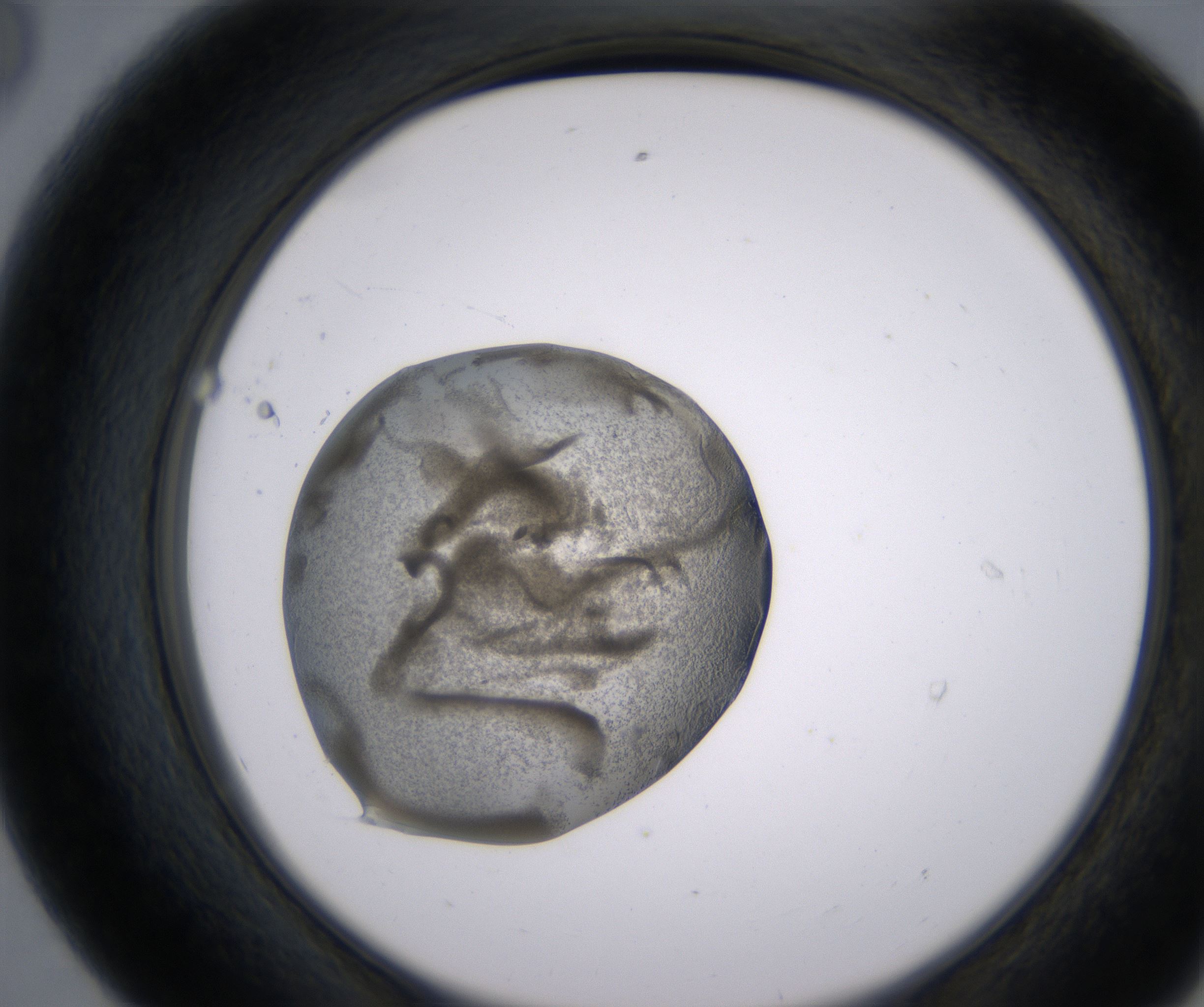 E8_HighResolution_Precipitate_2.jpg